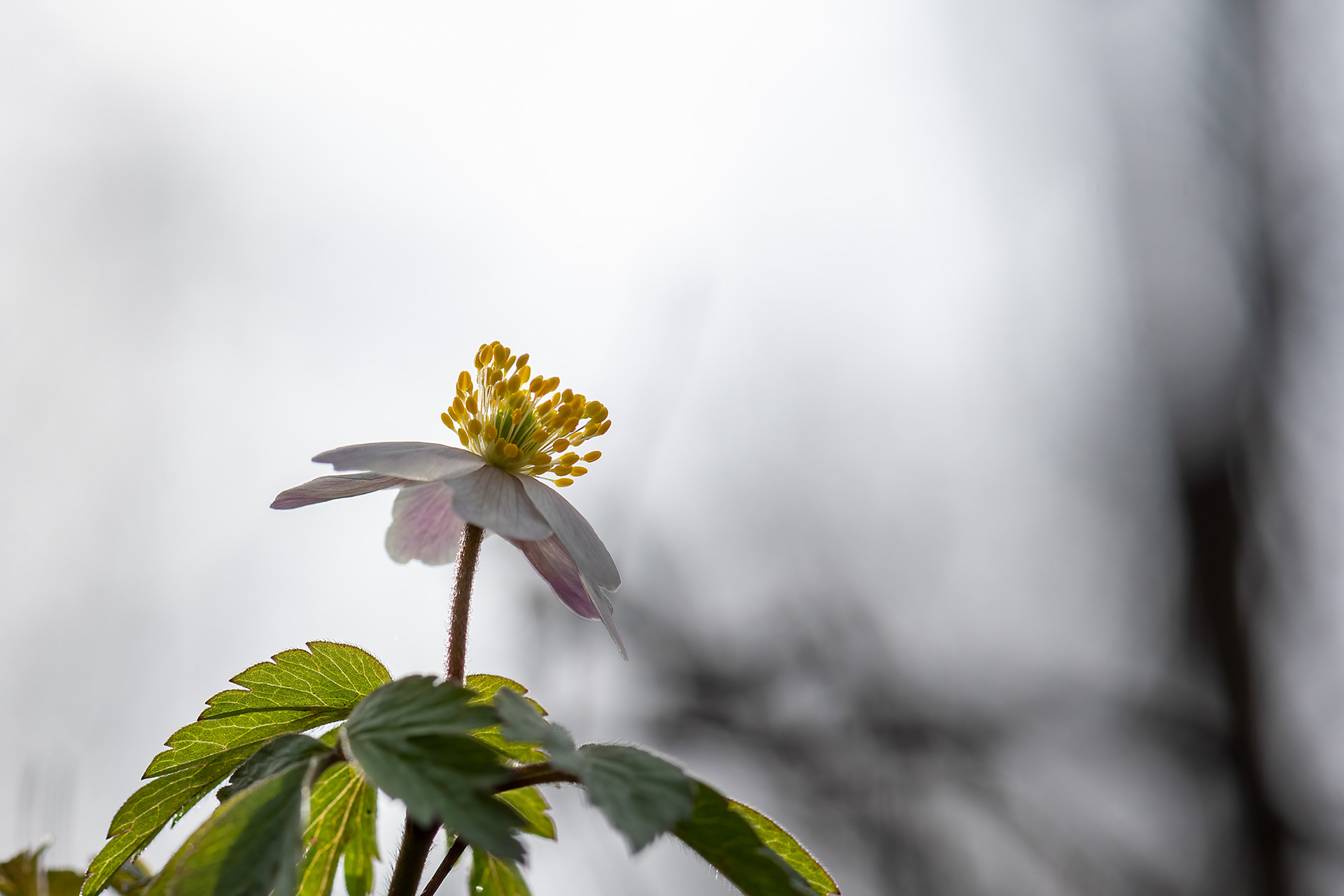 Anemone nemorosa