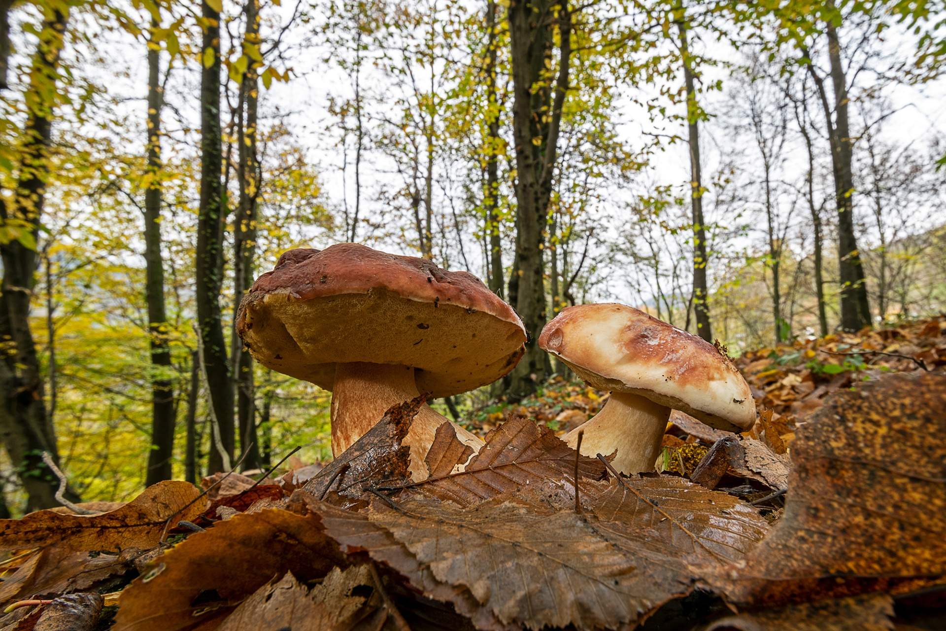 Boletus pinicola