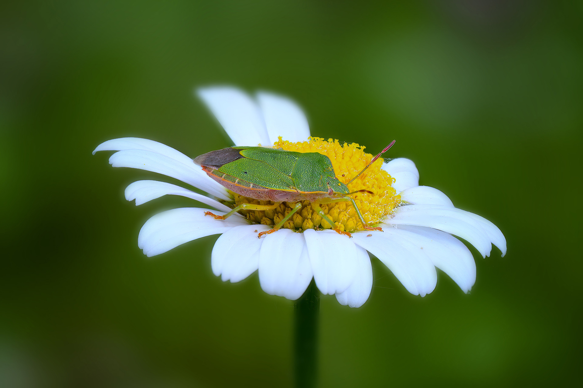 Palomena viridissima