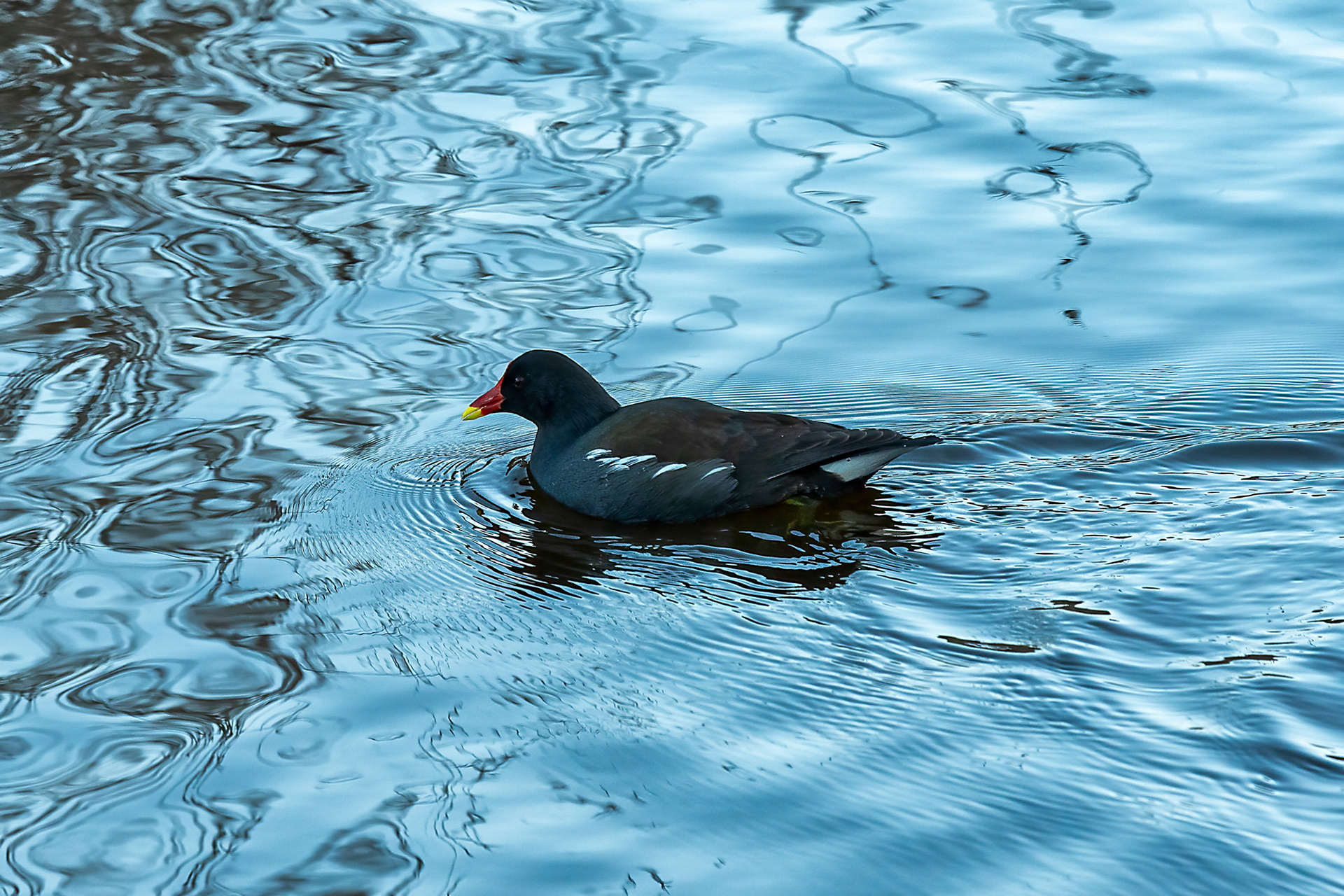 Portonovo - gallinella d'acqua