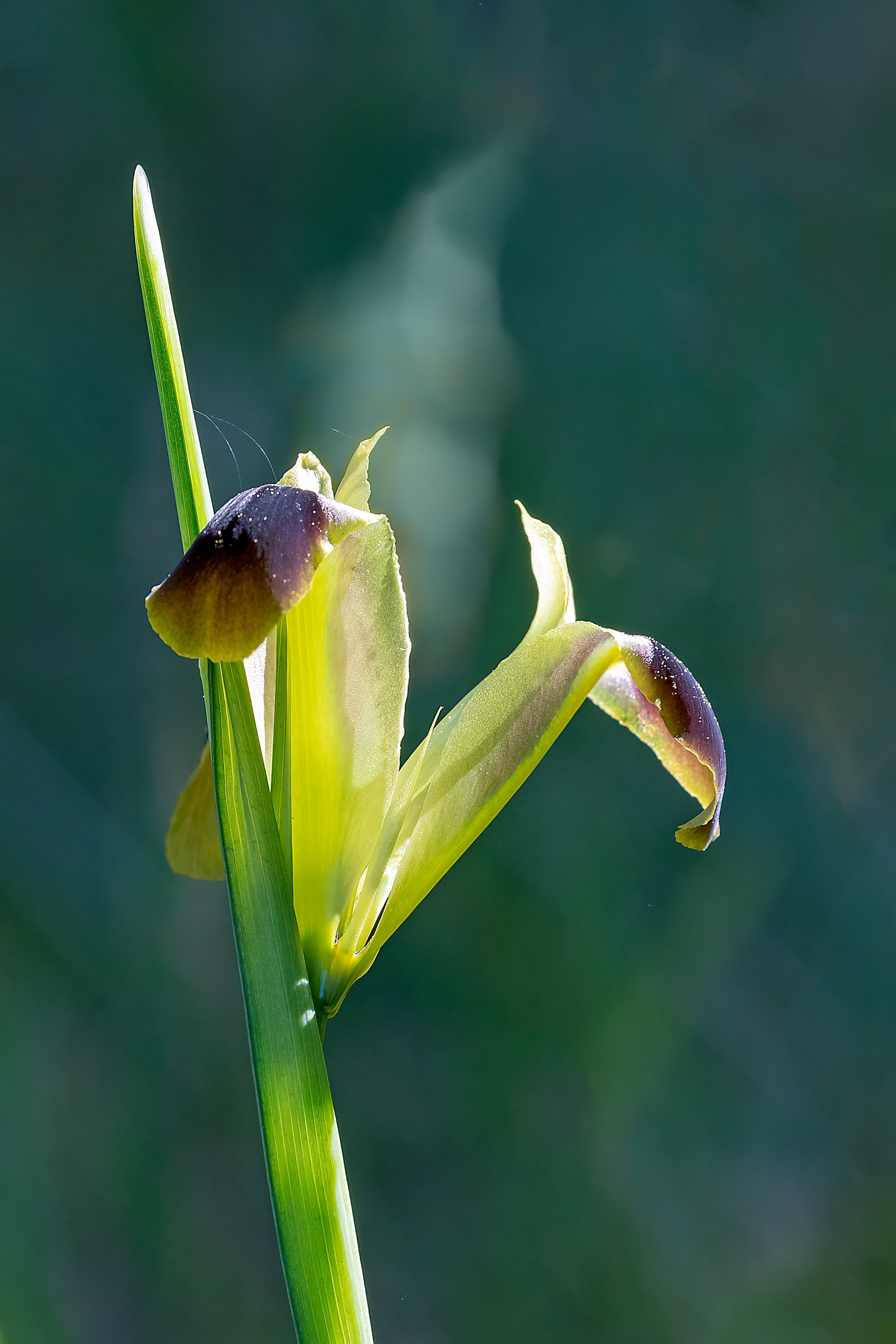 Giaggiolo siciliano