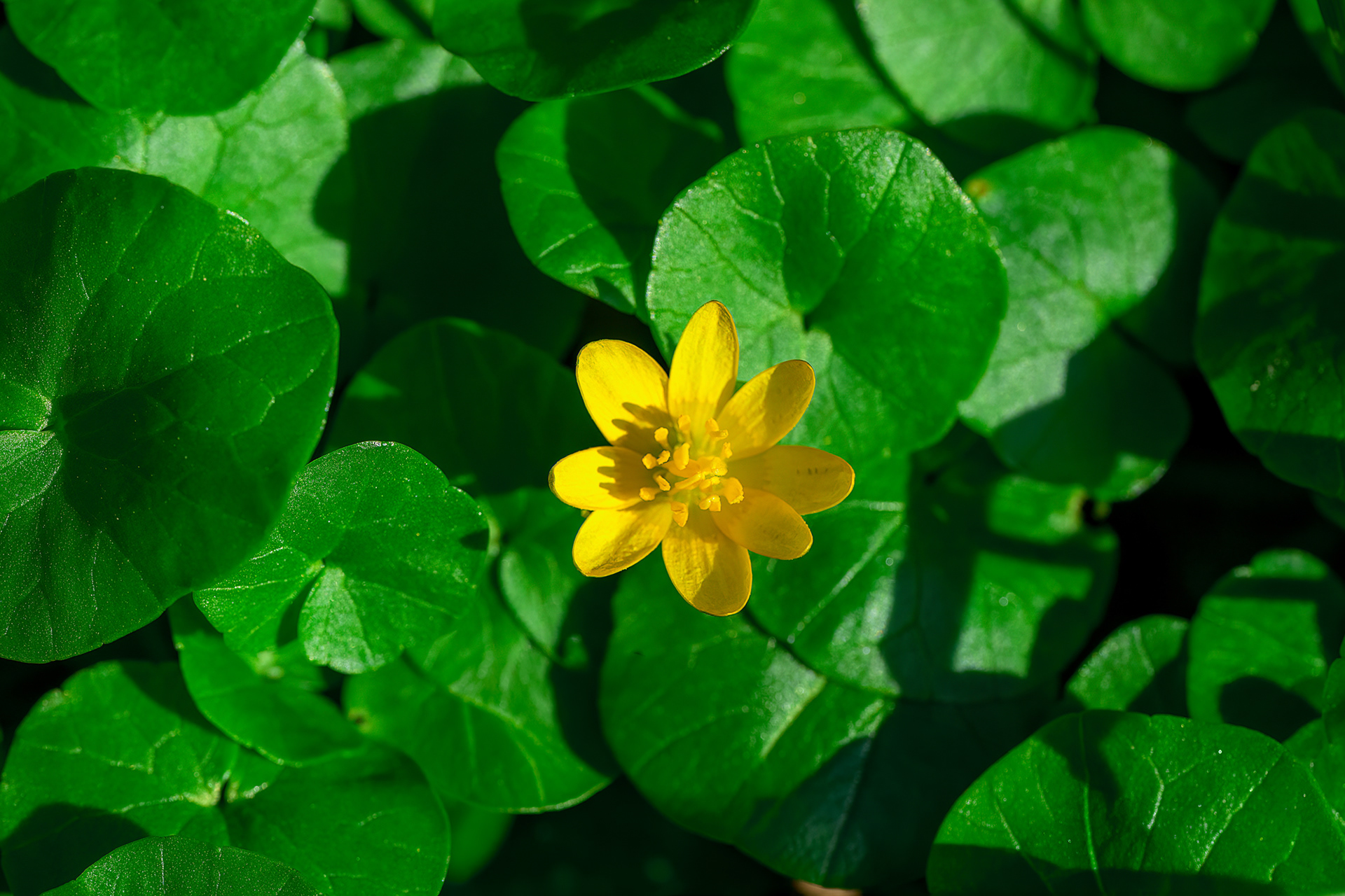 Ranuncolo favagello - Ficaria verna