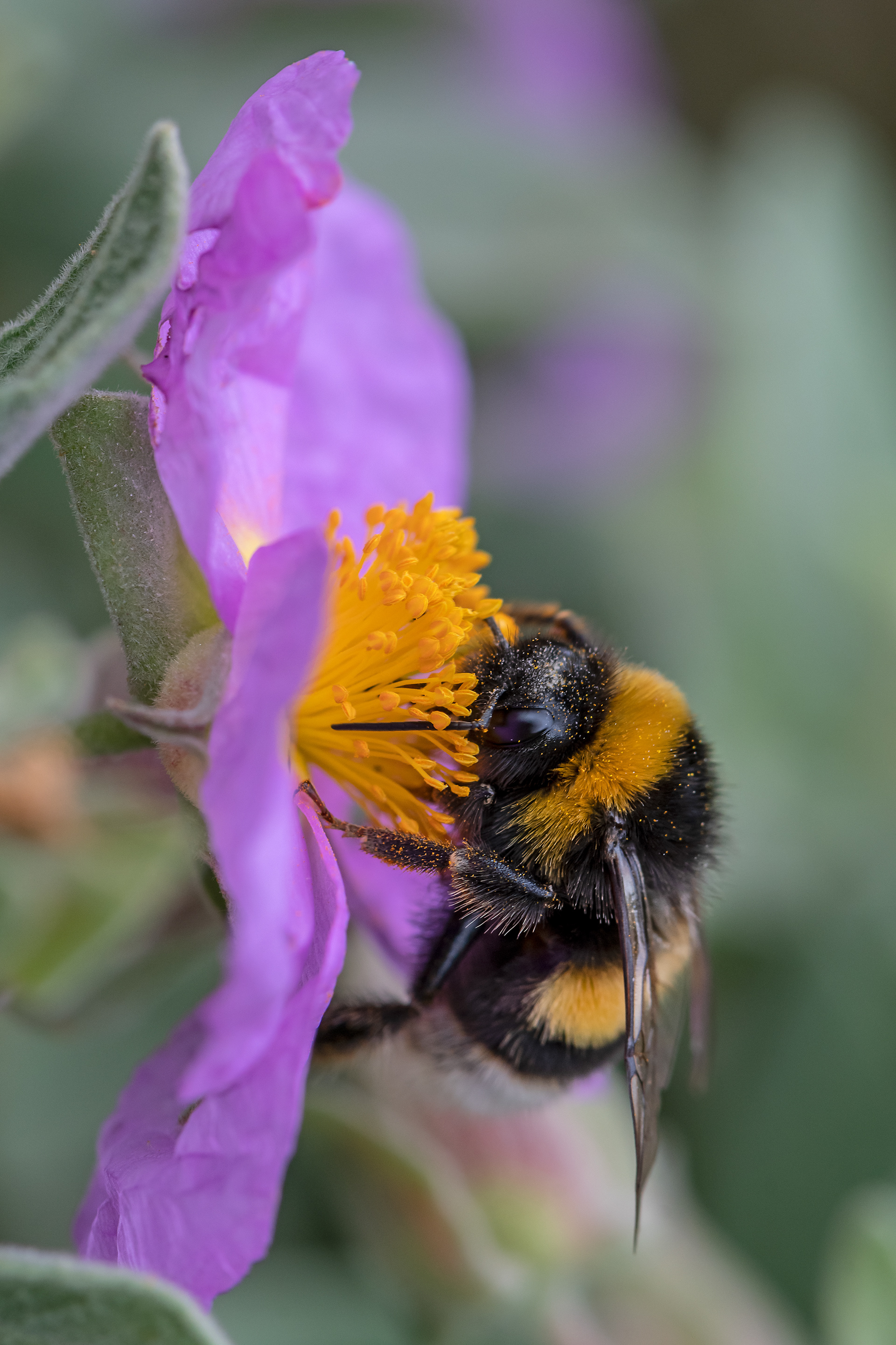 Bombus terrestris