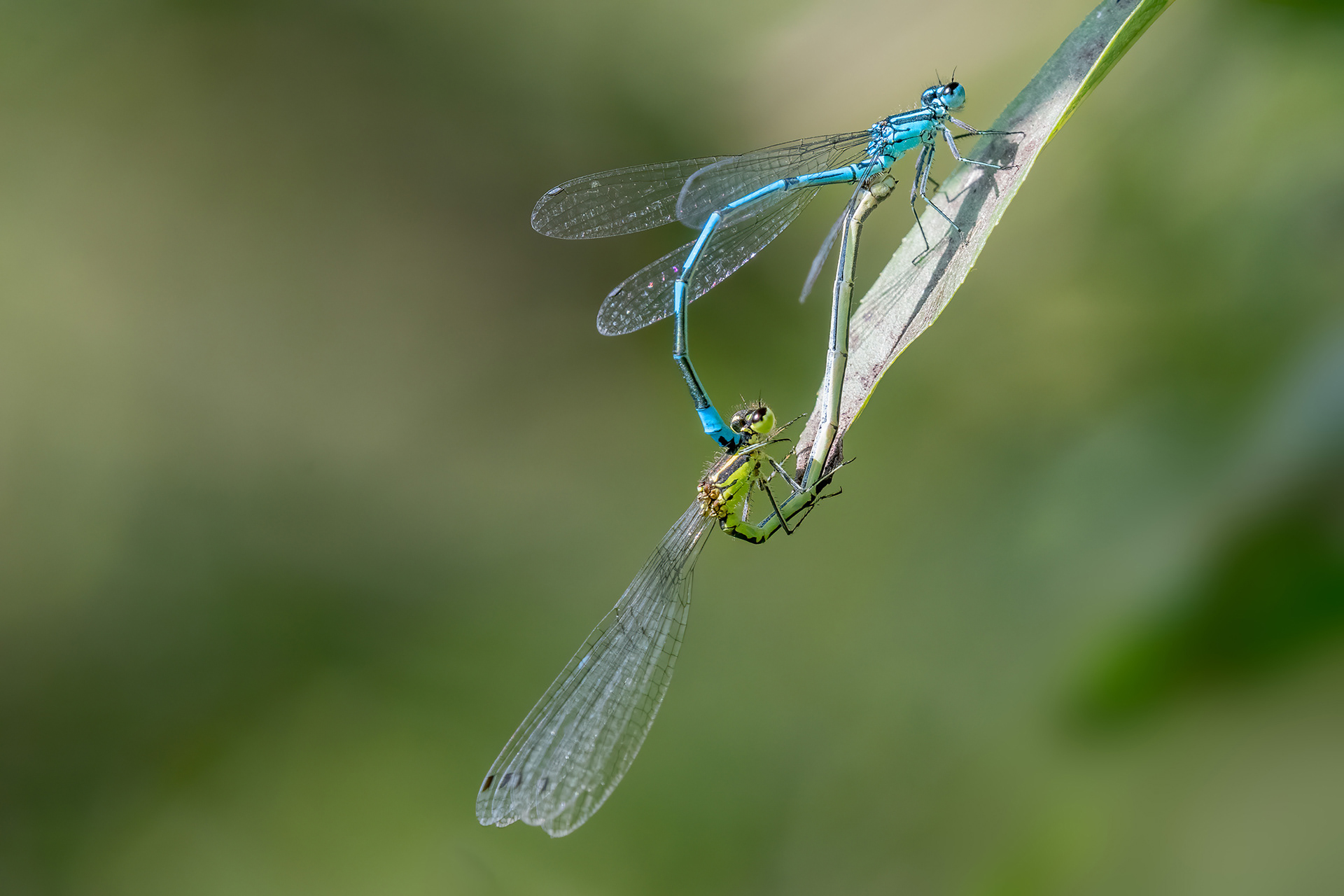 Coenagrion puella maschio e femmina