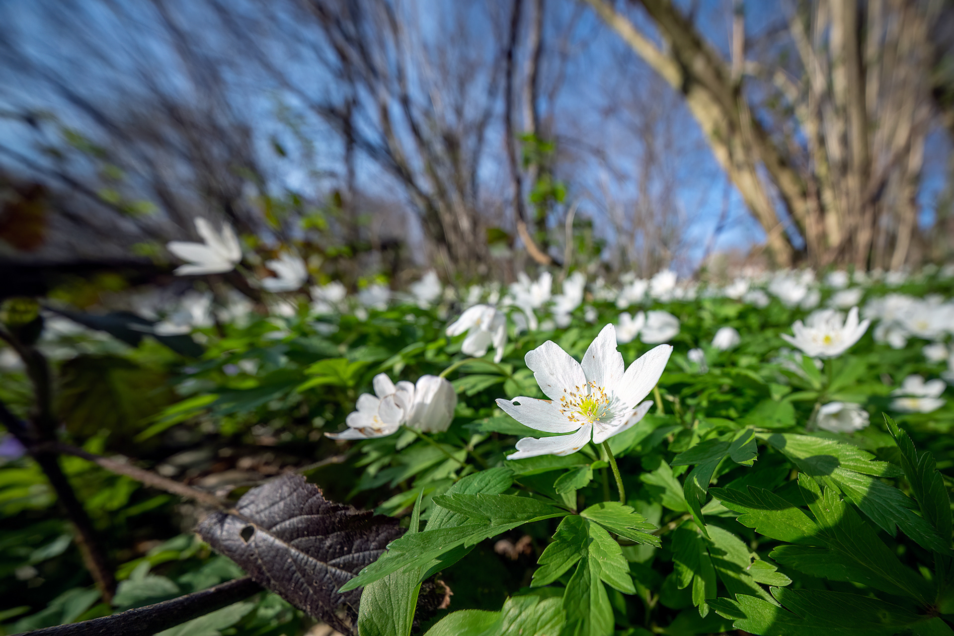 Anemone nemorosa