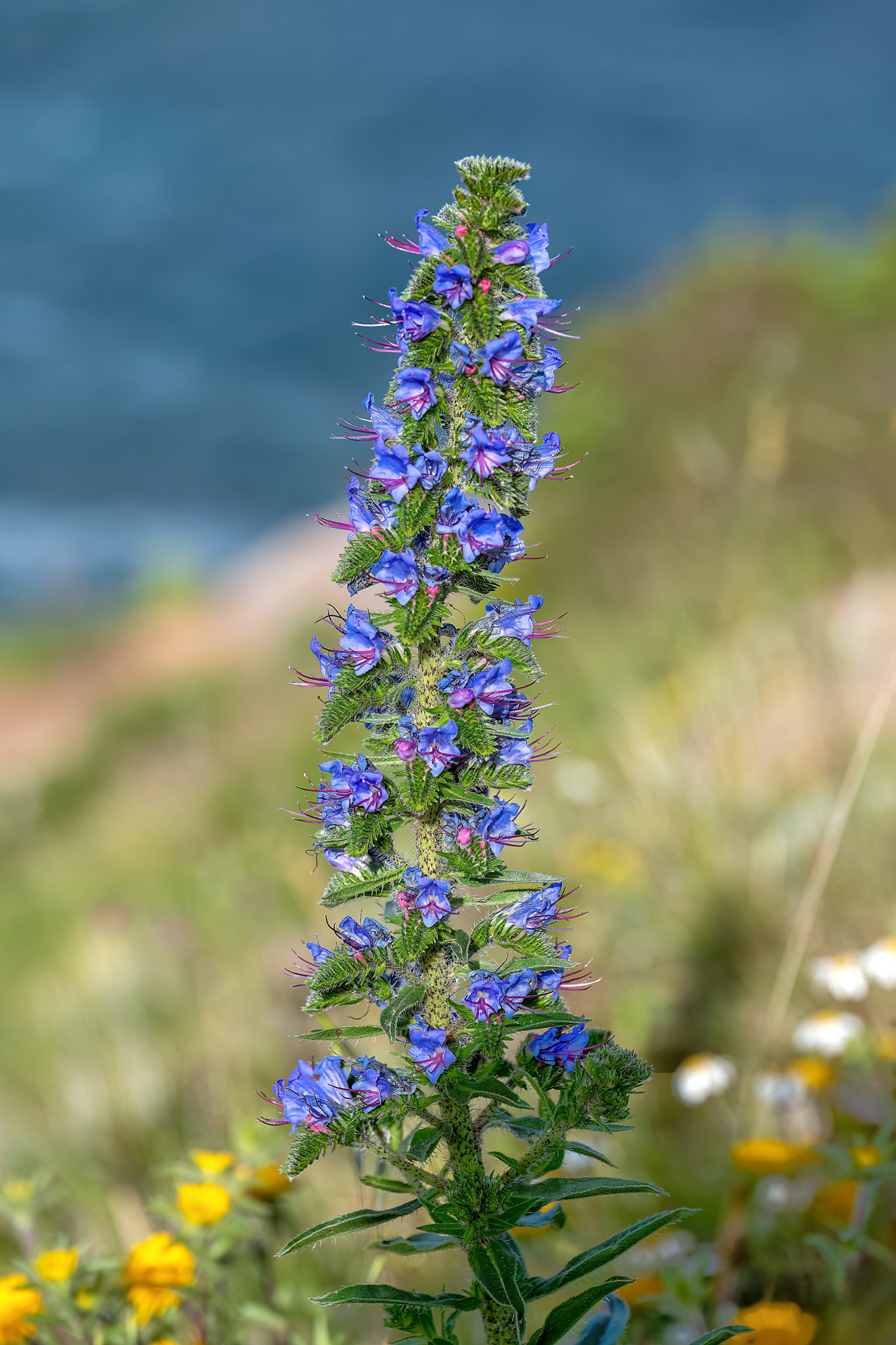 Echium vulgare