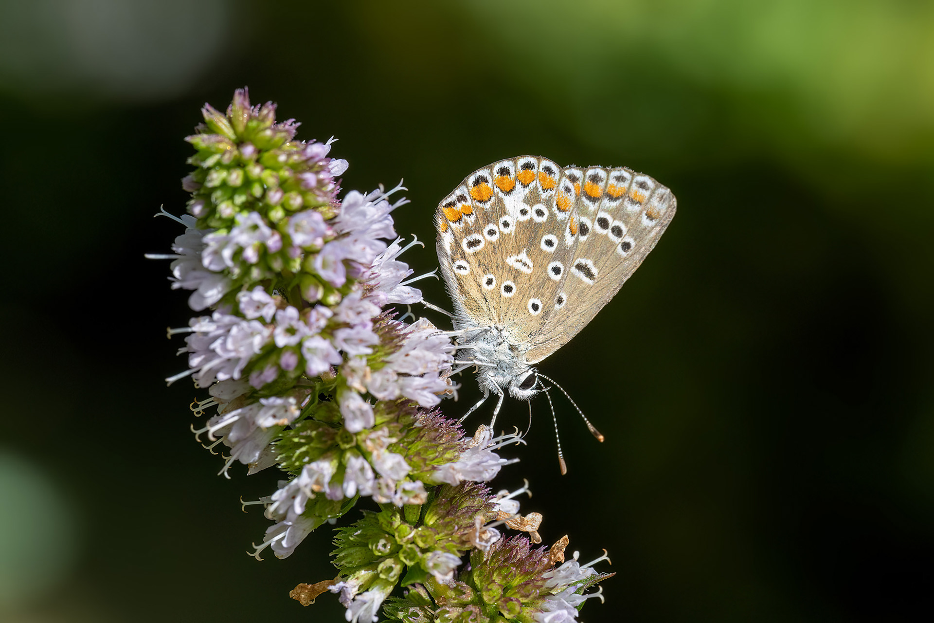 Polyommatus icarus femmina