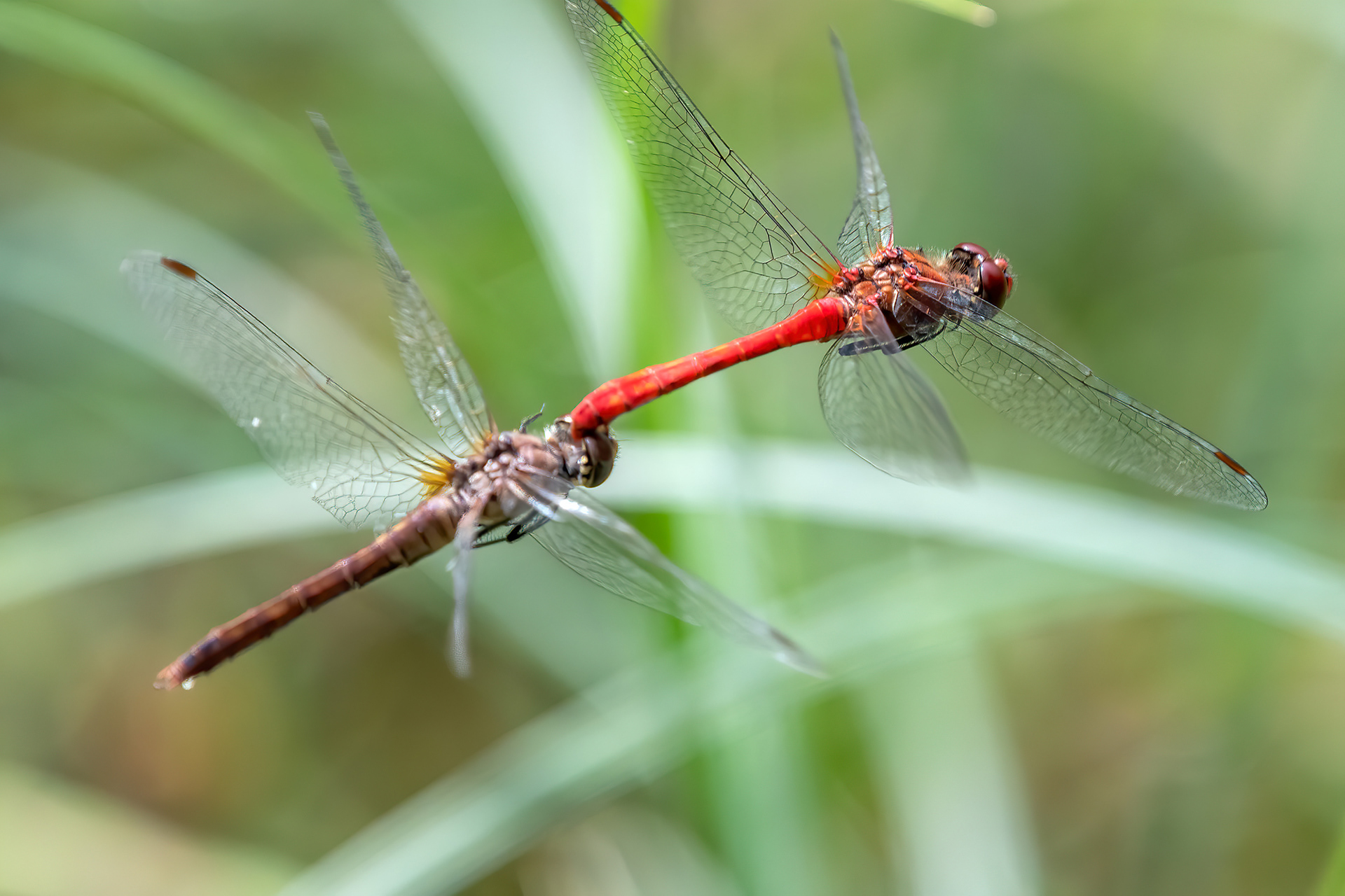 Sympetrum sanguineum