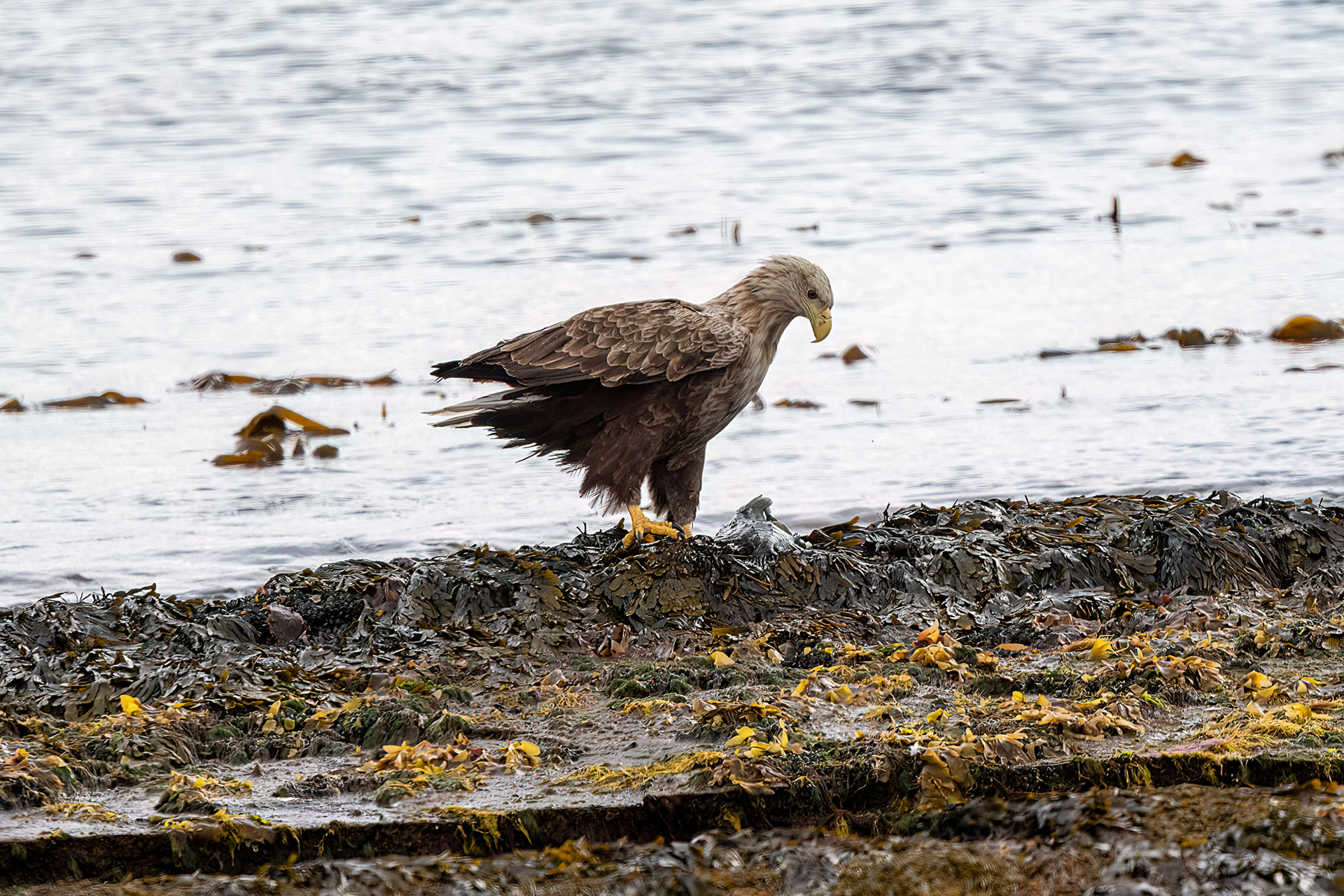 Penisola di Varanger - Aquila di mare codabianca