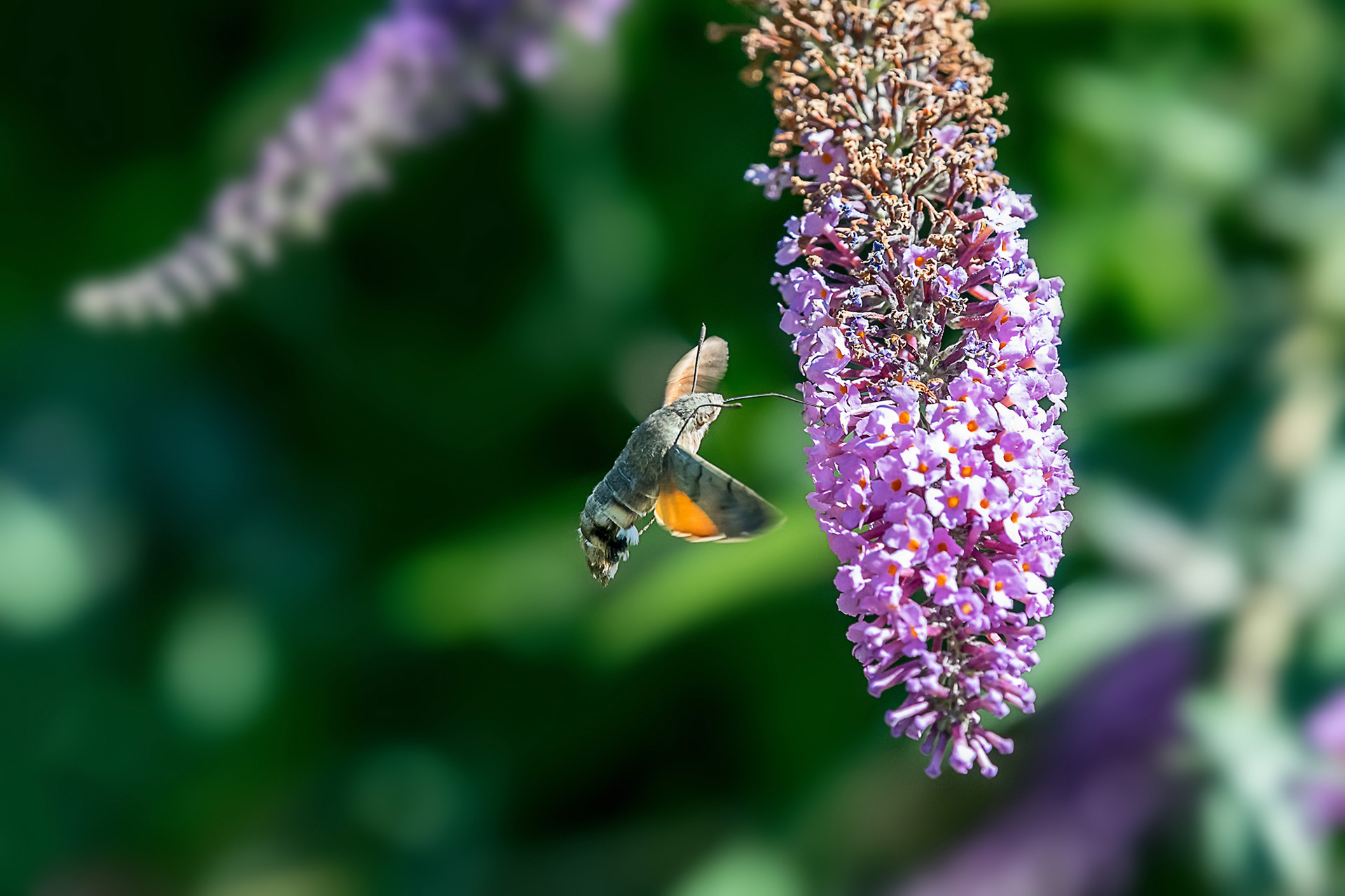 Macroglossa stellatarum