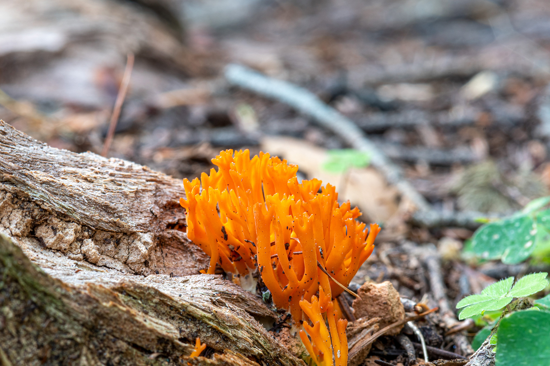 Calocera viscosa