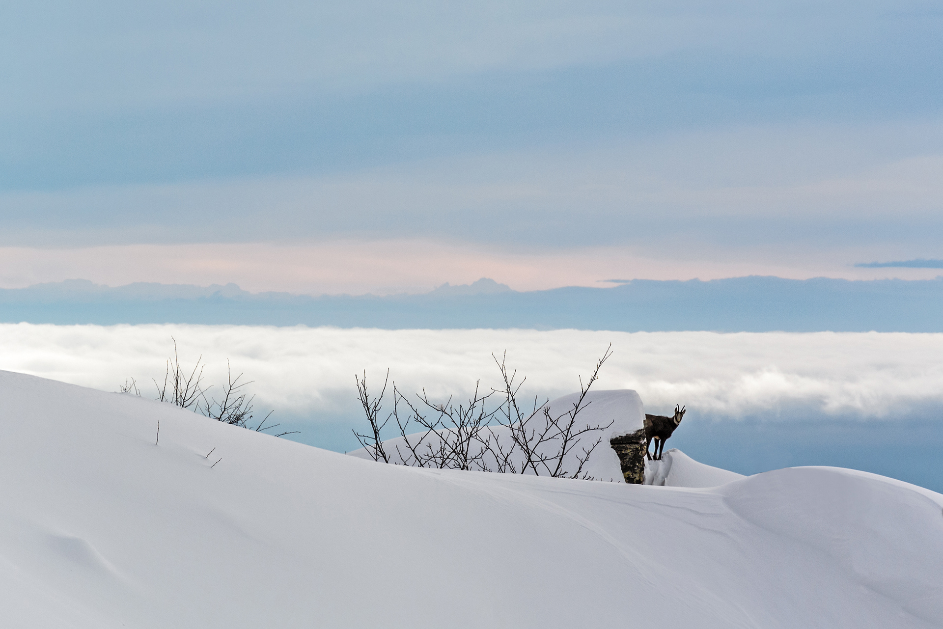 Verso il Cristetto - camoscio