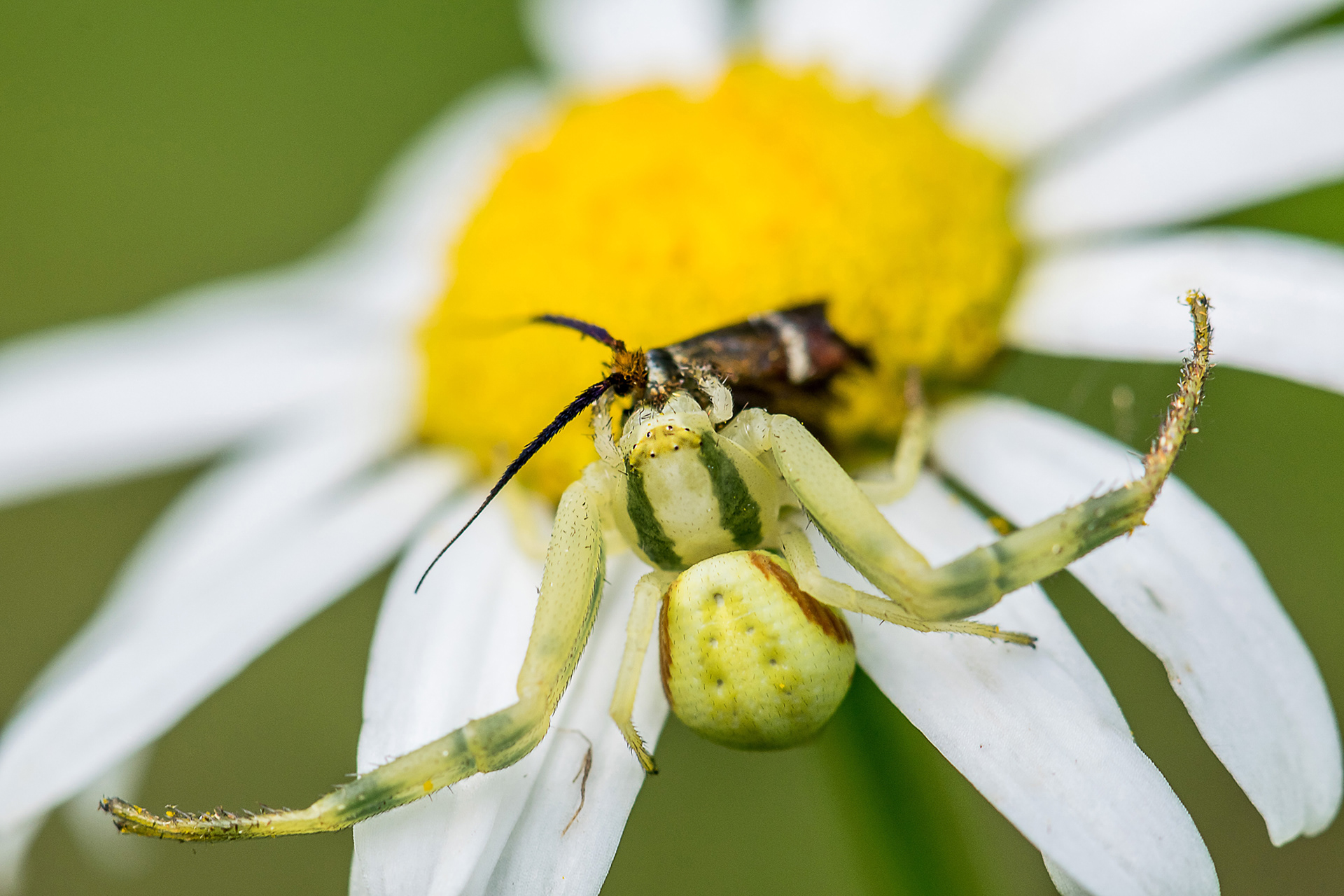 Thomisus e farfalla