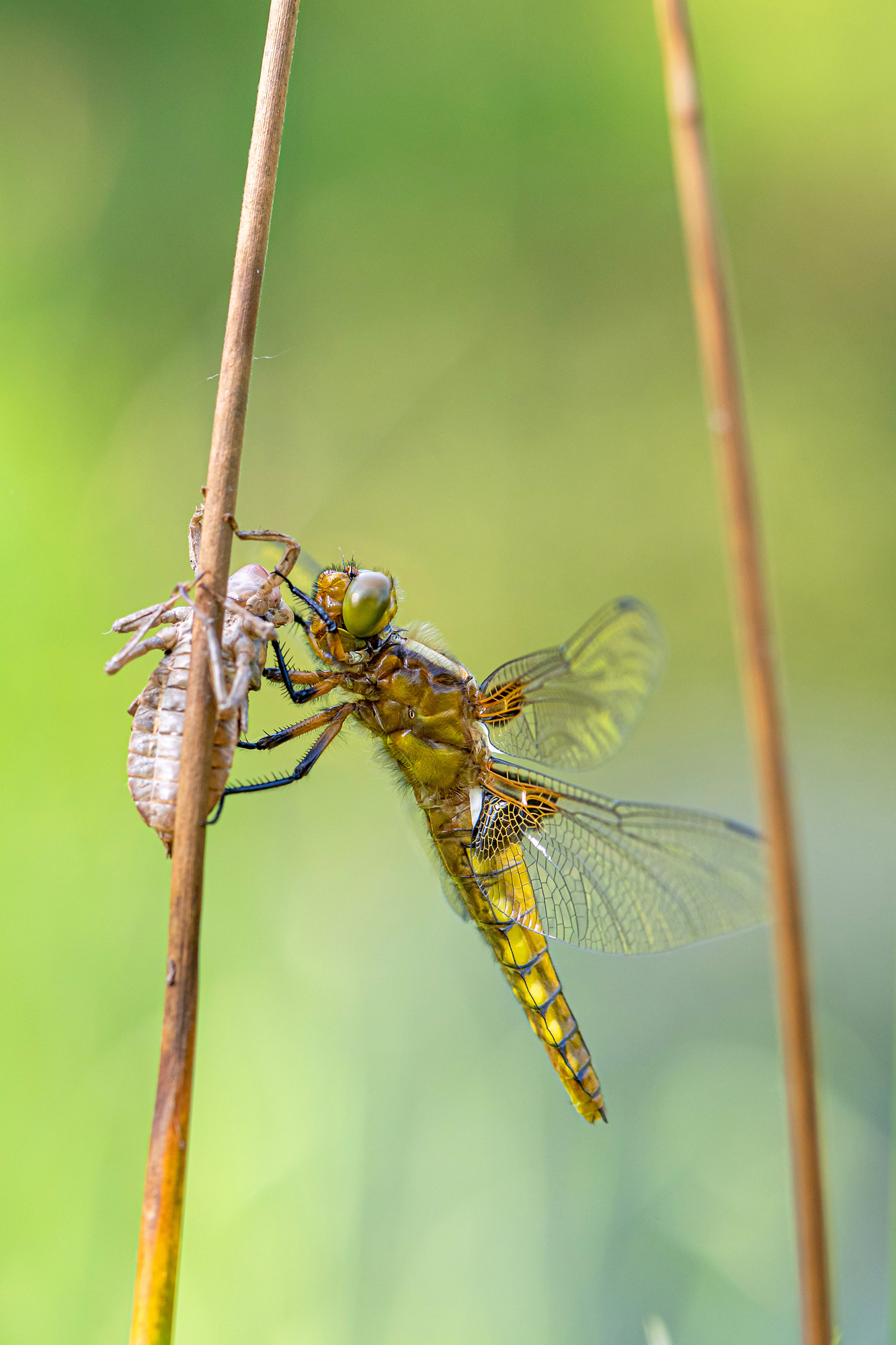 Orthetrum cancellatum