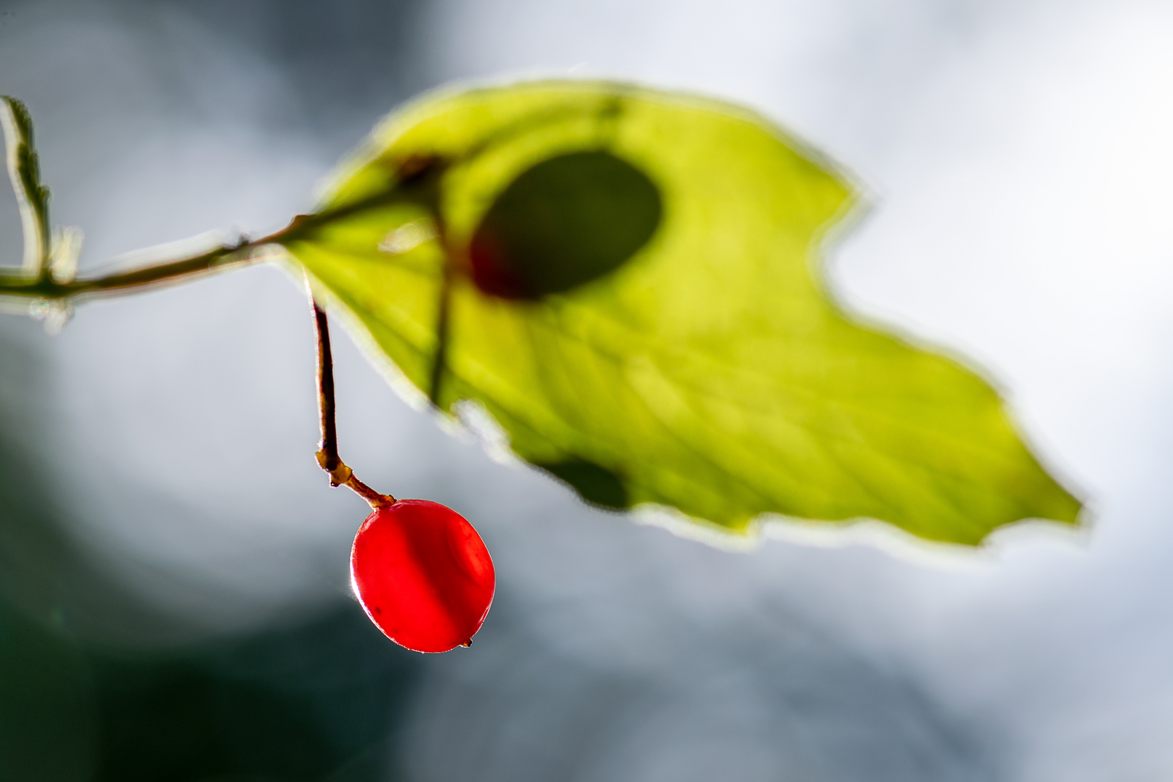 Sambuco rosso