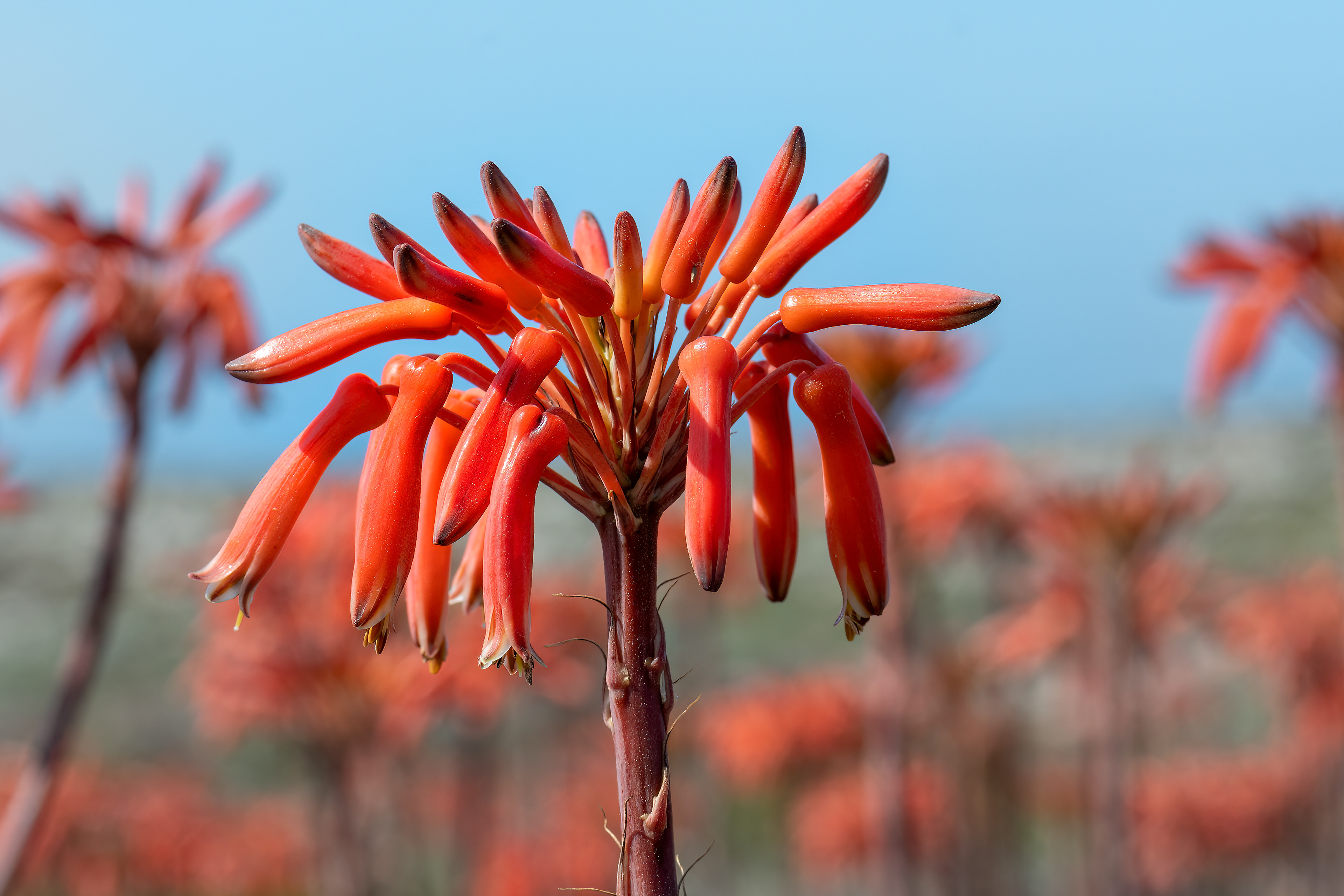 Aloe maculata
