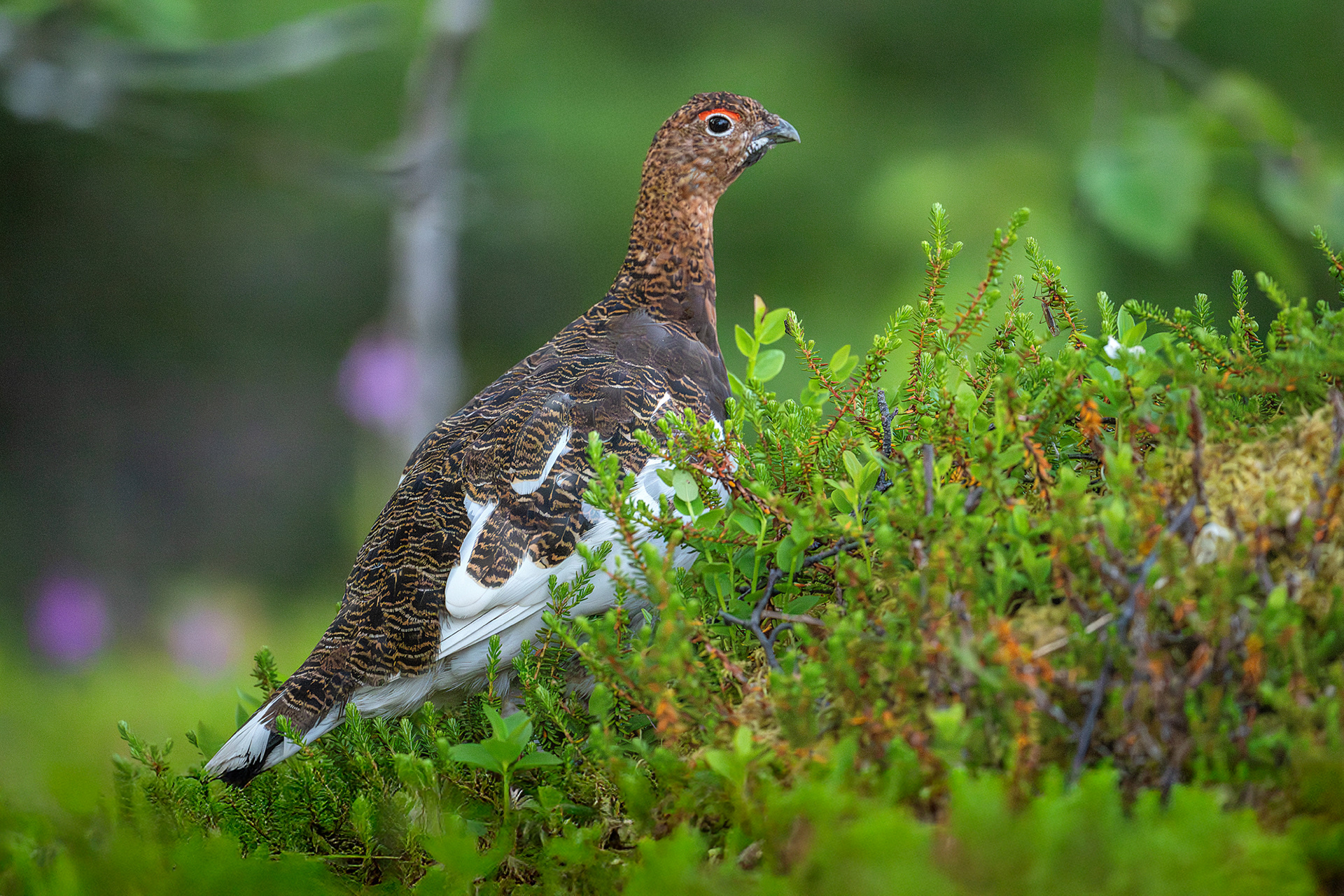 Pernice bianca nordica