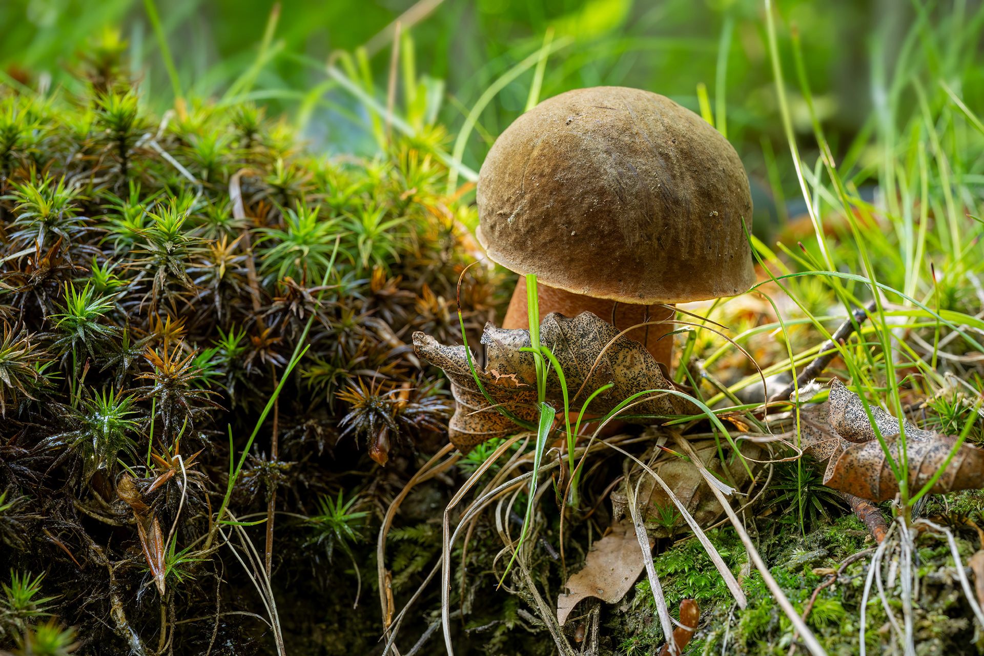 Boletus erythropus