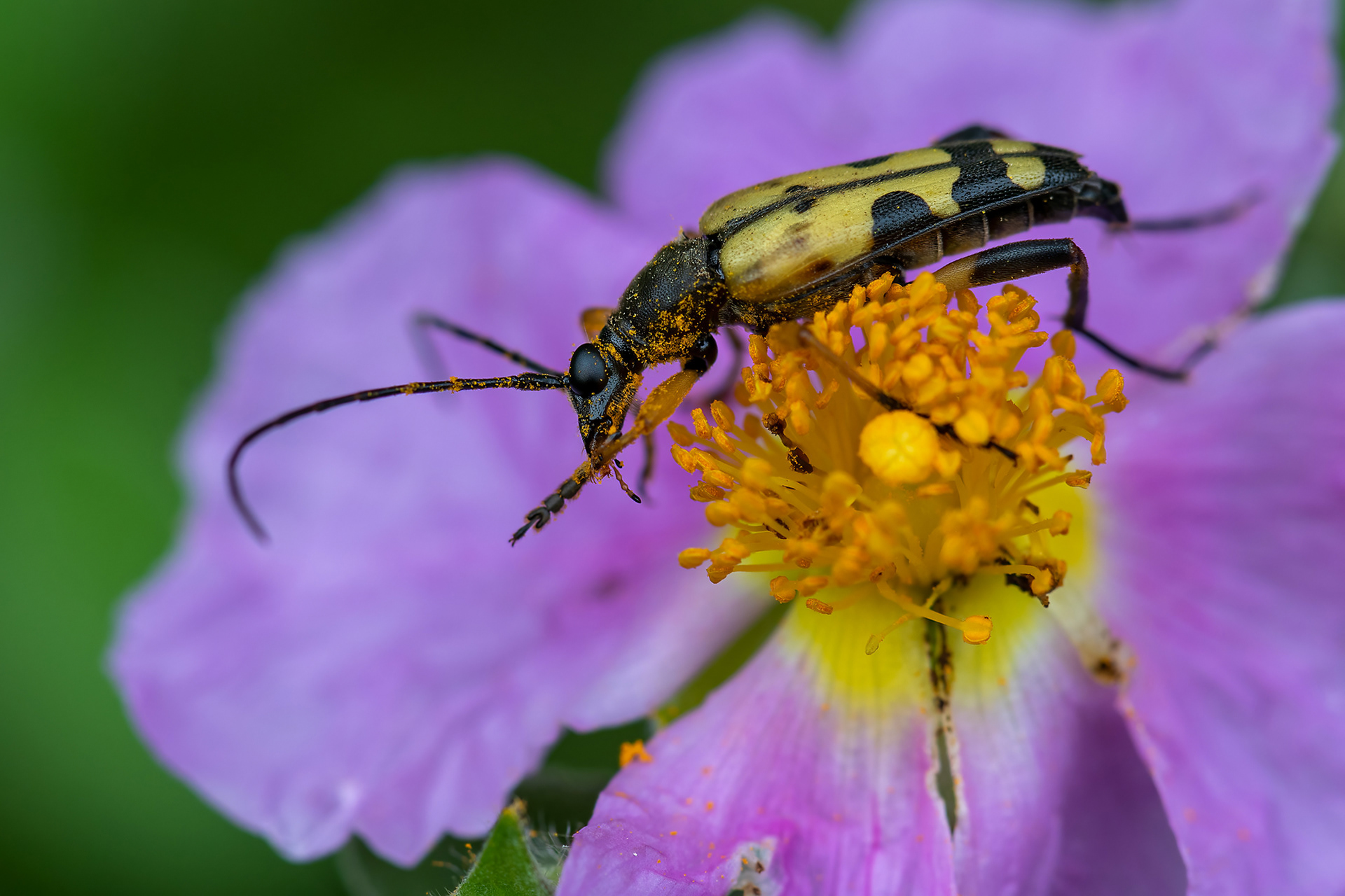 Strangalia (leptura) maculata