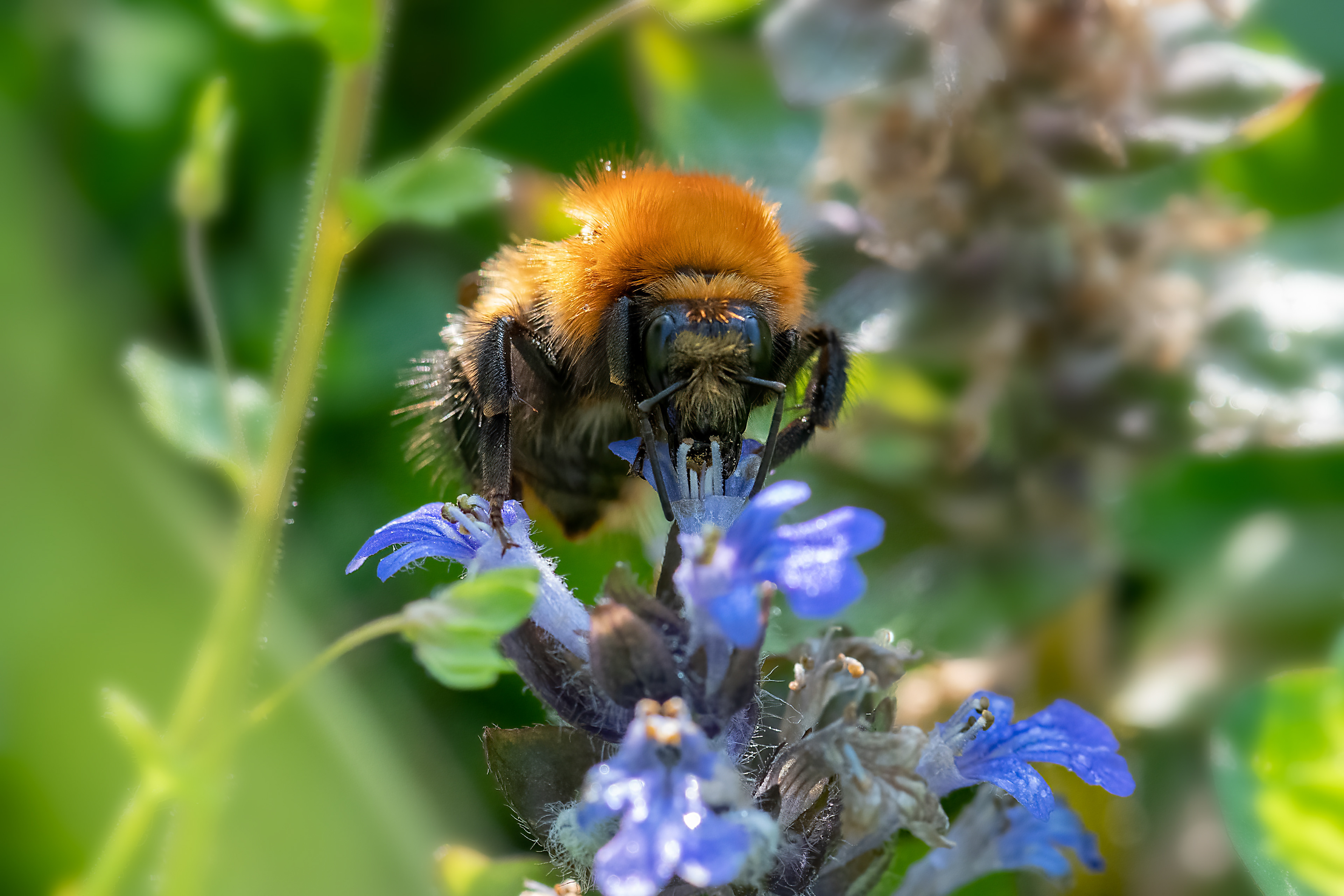 Bombus pascuorum