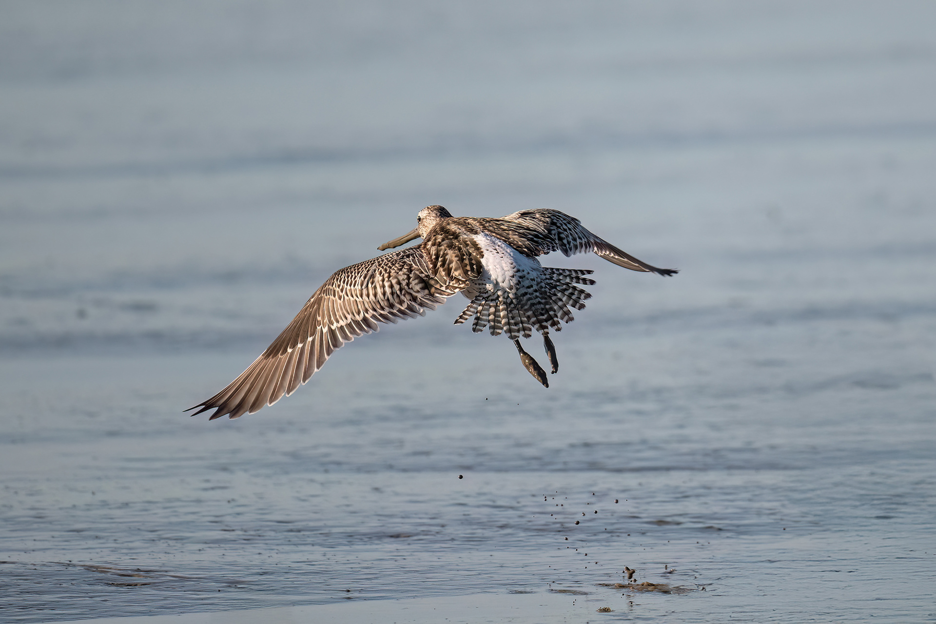 Les Moutiers-en-Retz - Pittima minore