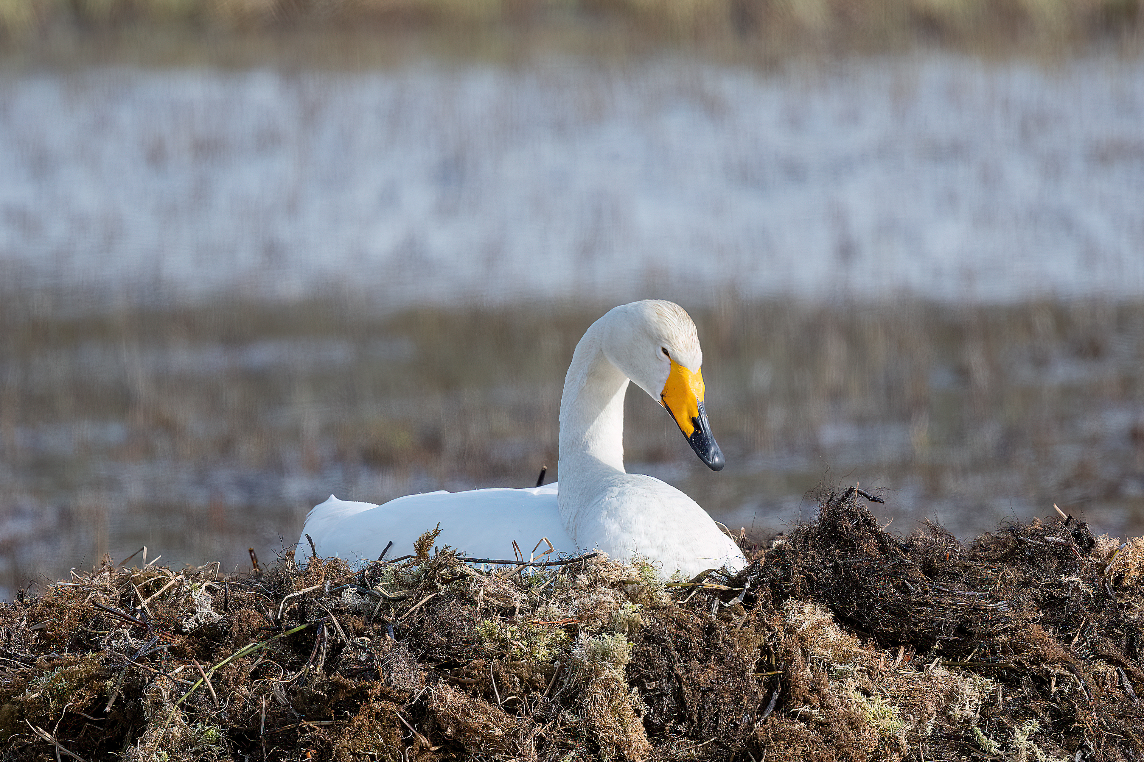 Cigno selvatico