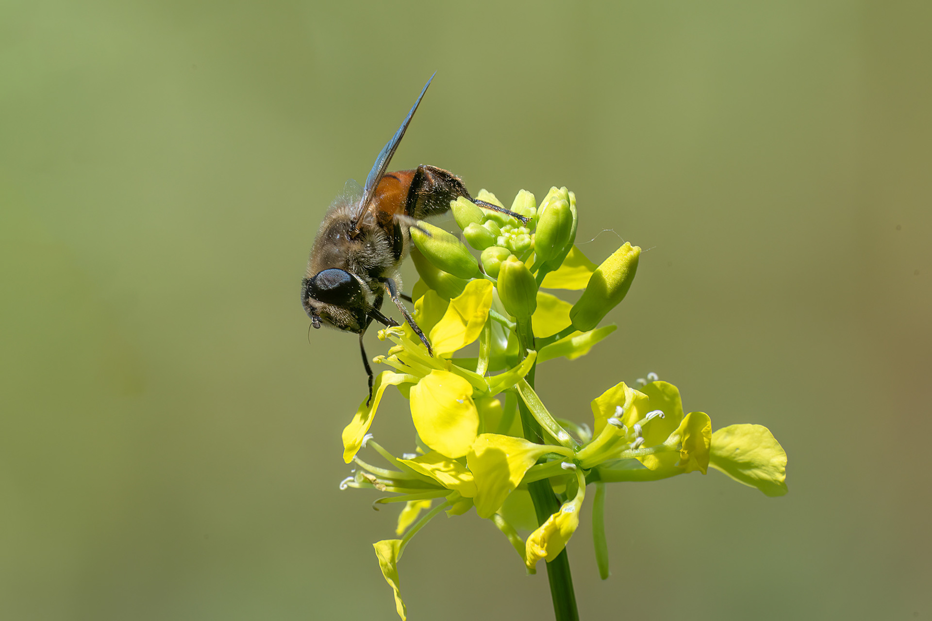 Eristalis arbustorum