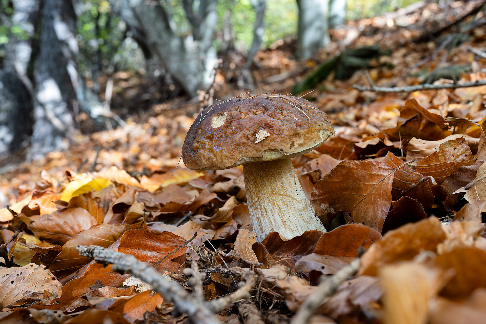 Boletus edulis