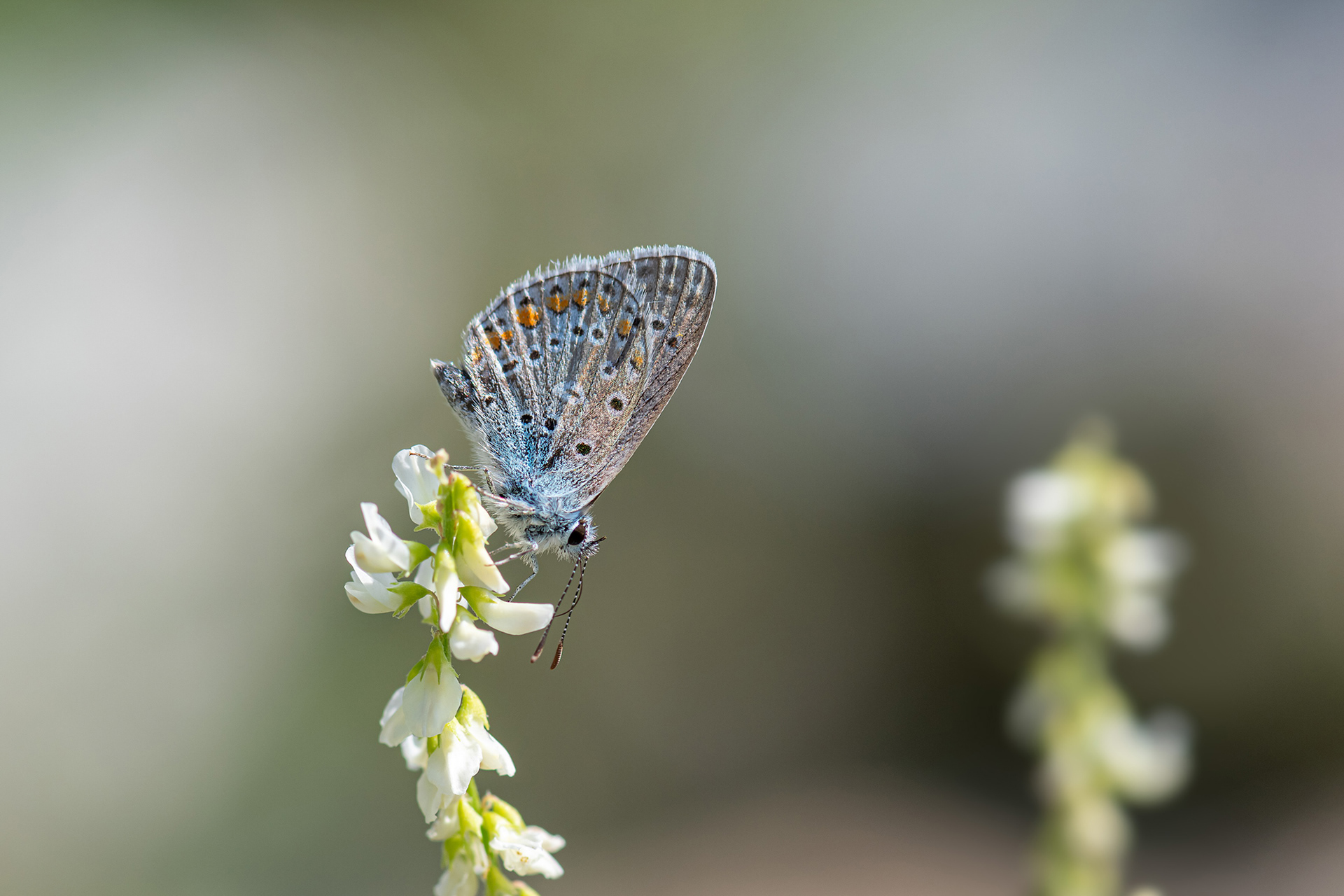 Lycaena bellargus femmina