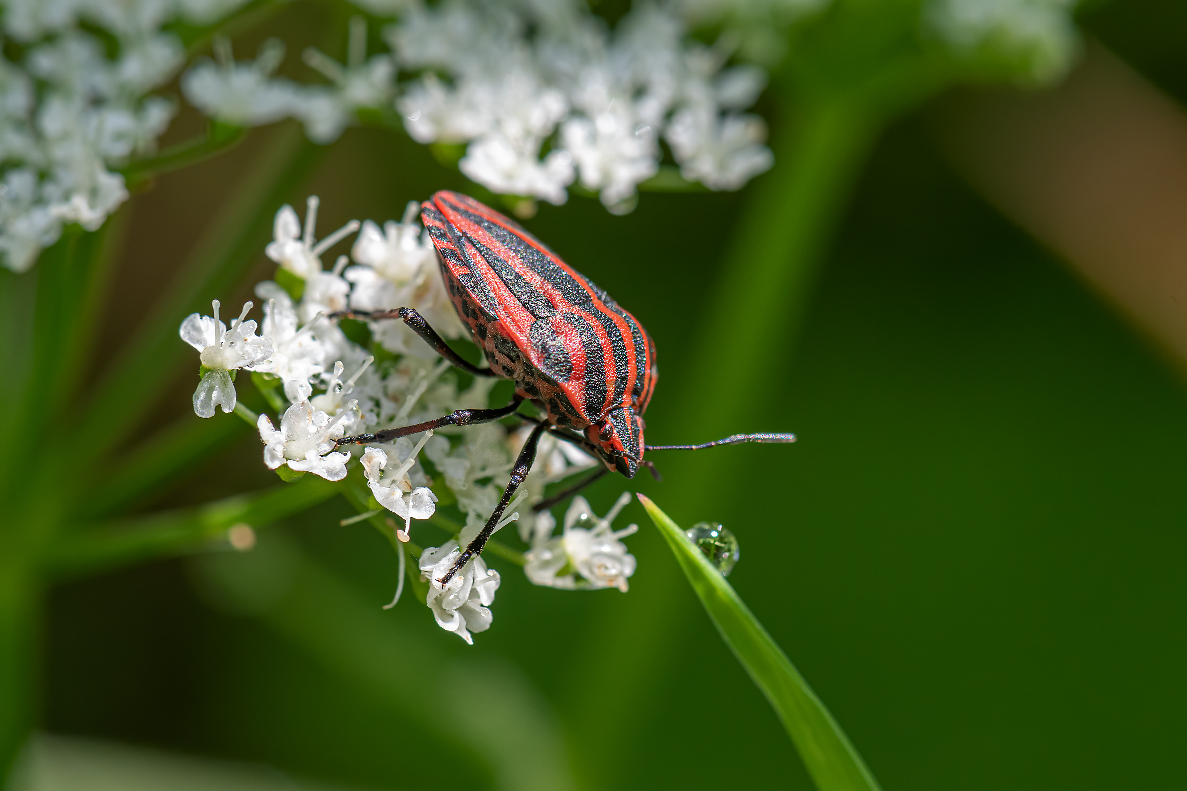 Graphosoma italicum