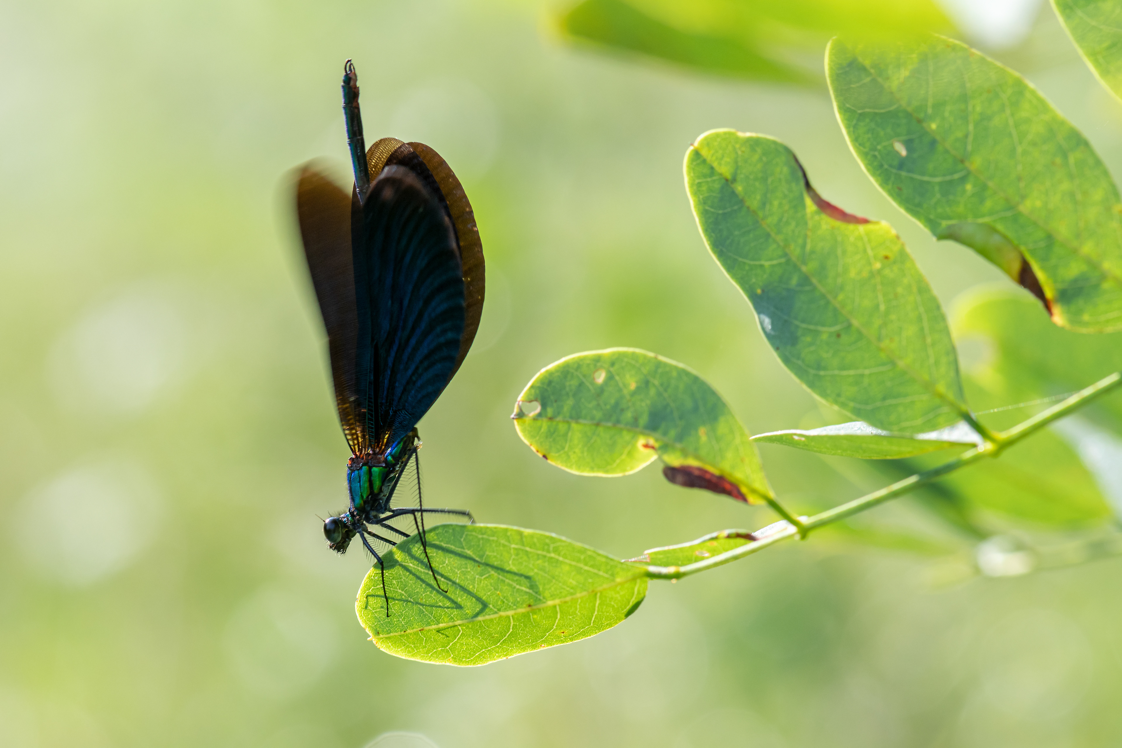 Calopteryx virgo