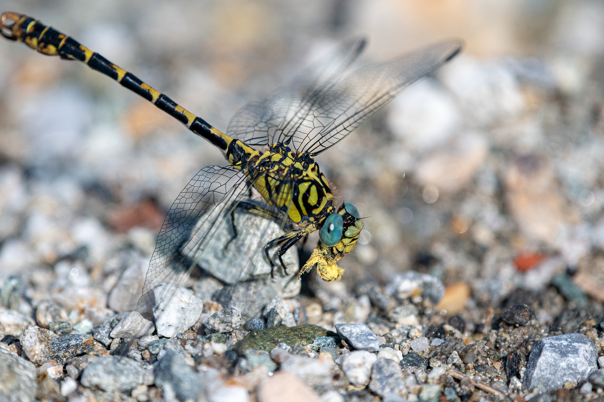 Onychogomphulus uncatus