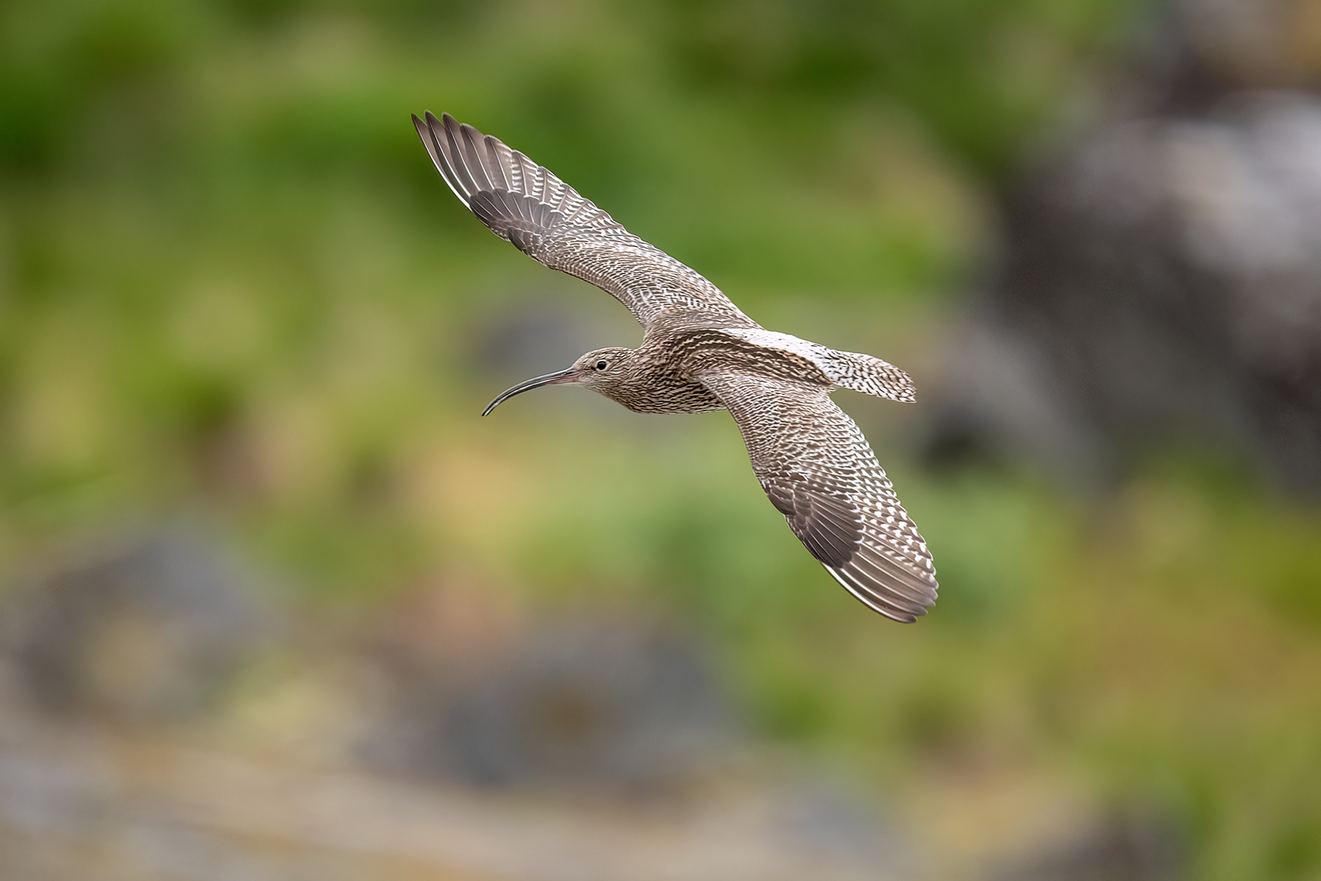 Chiurlo maggiore maschio
