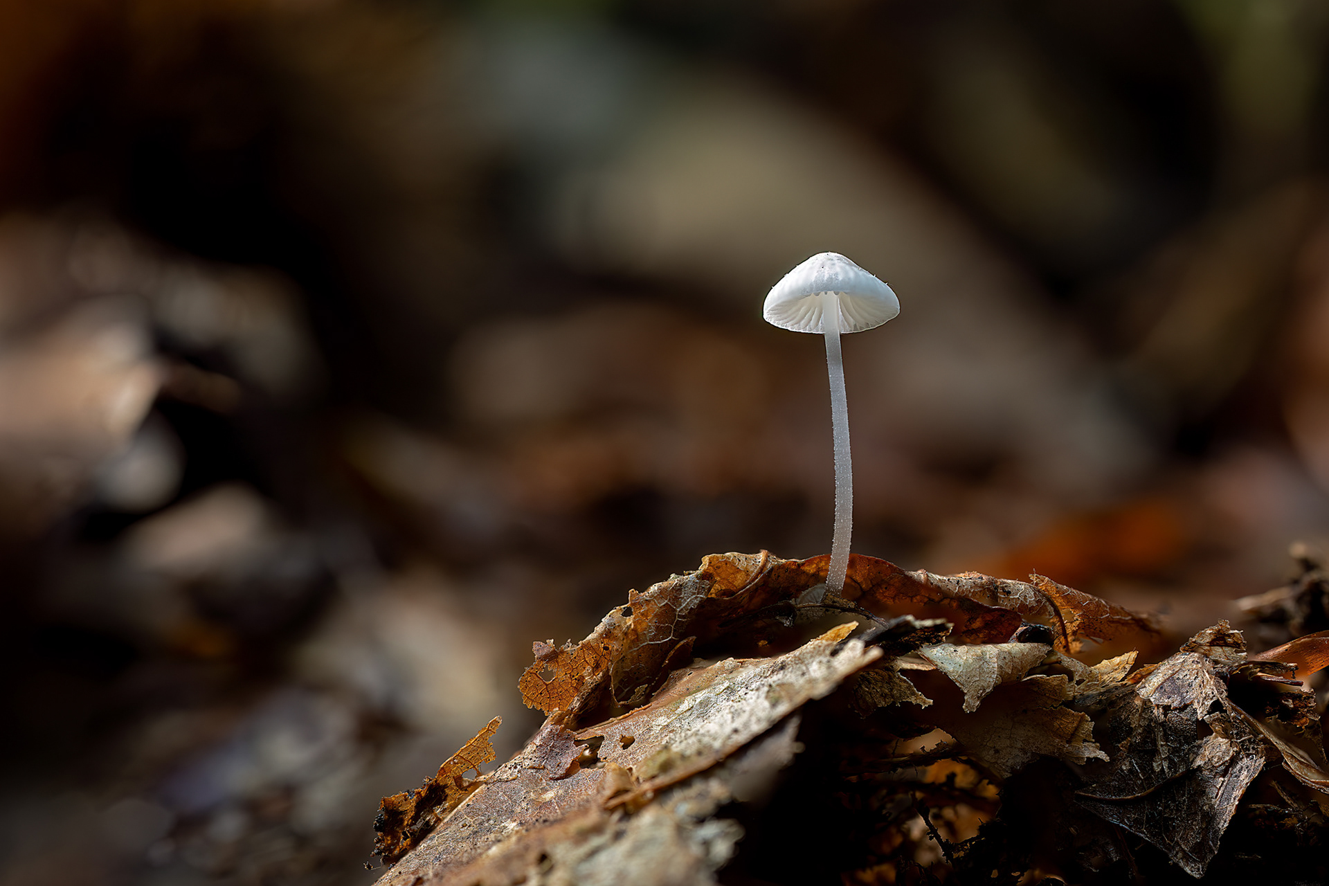 Mycena
