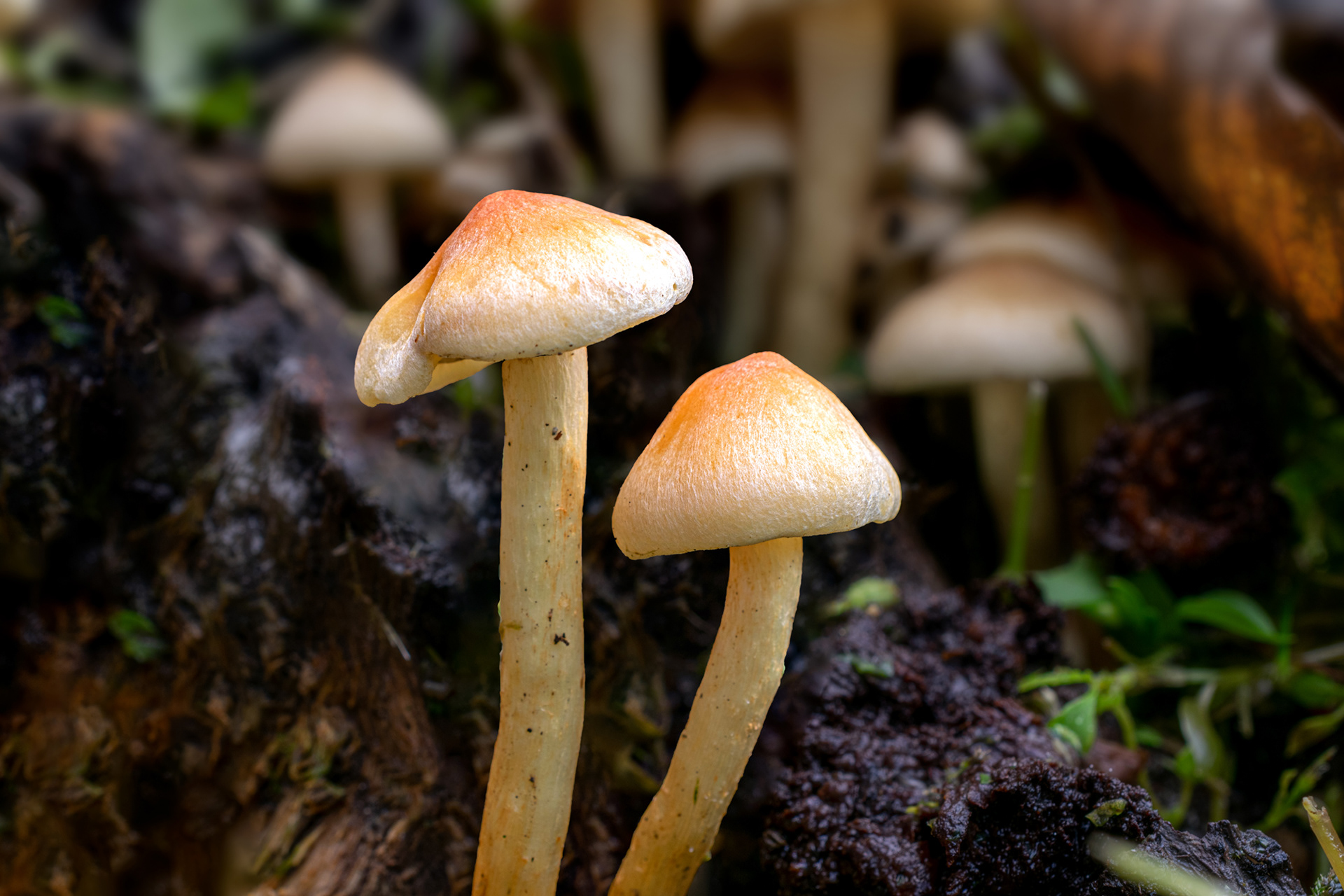Hypholoma sublateritum