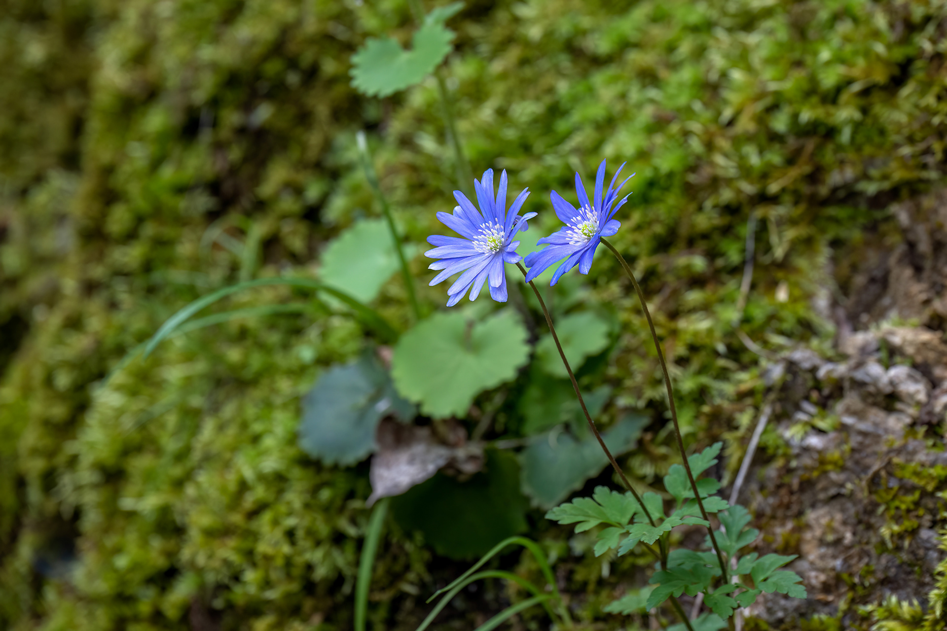 Anemone dell'appennino