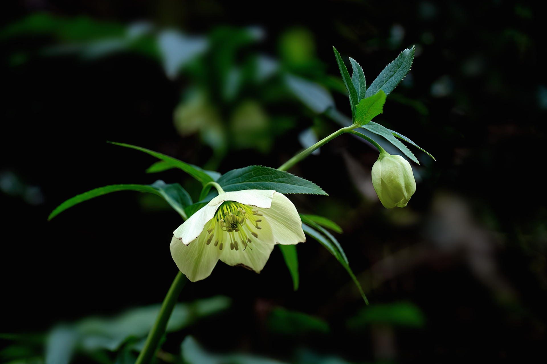 Helleborus viridis