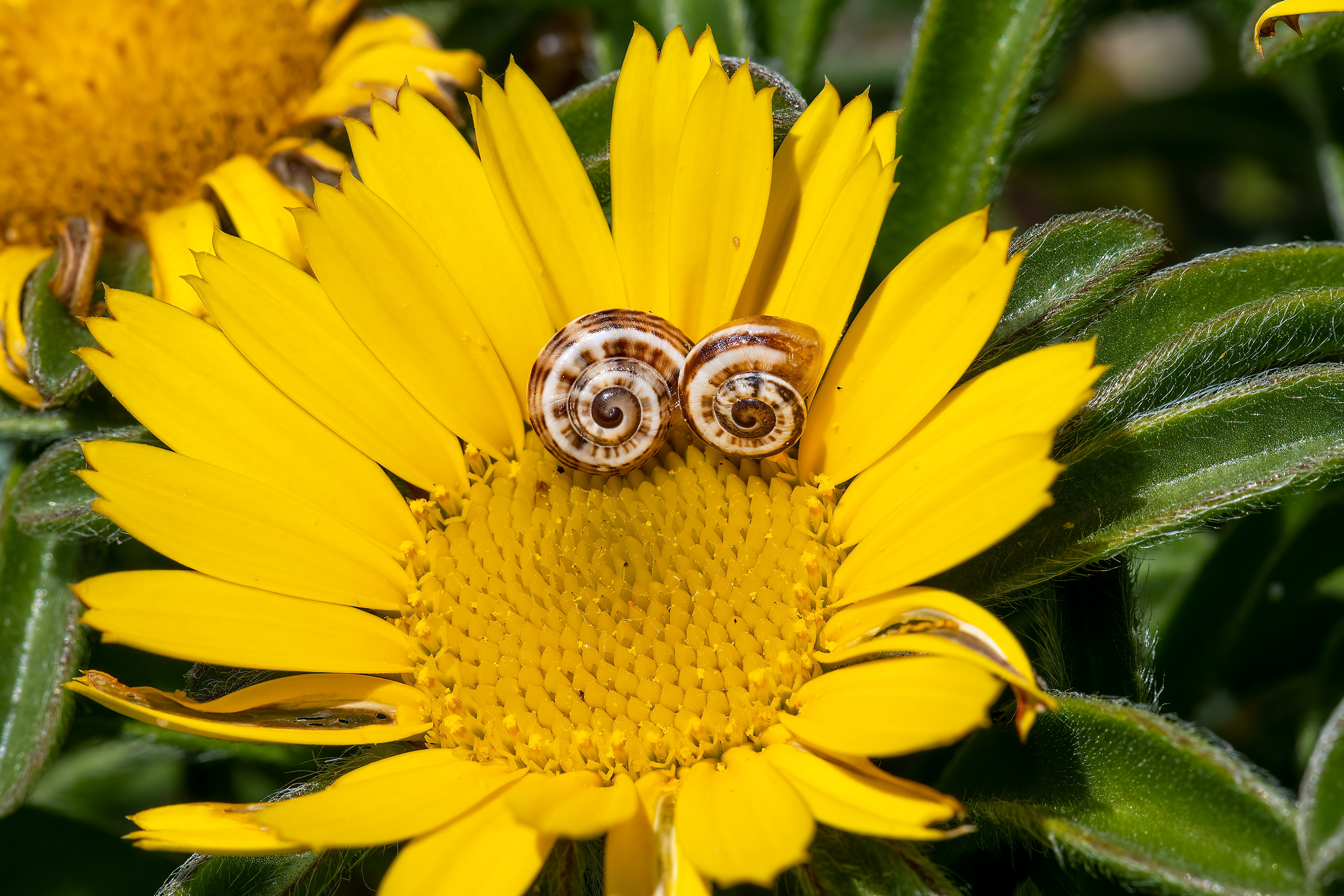 Asteriscus maritimus