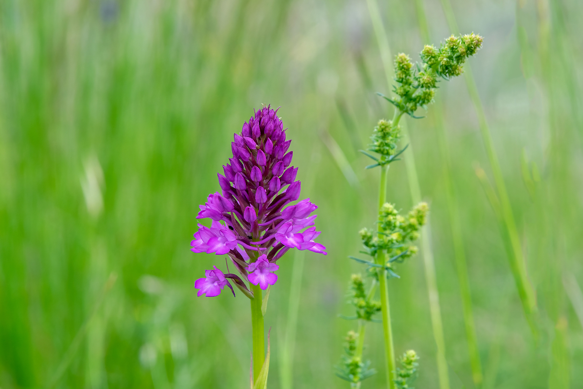 Anacamptis pyramidalis