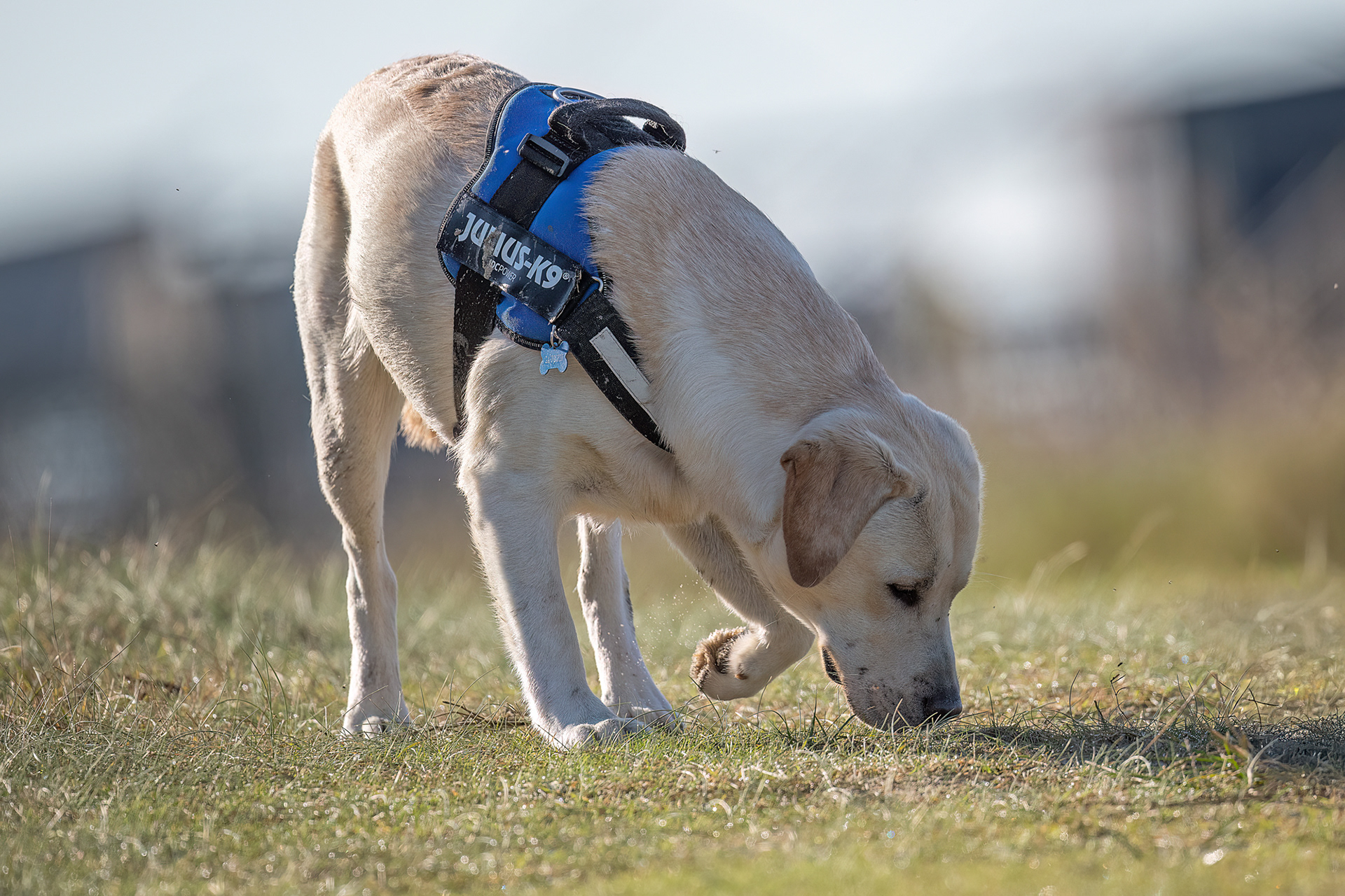 Les Moutiers-en-Retz - Gauguin