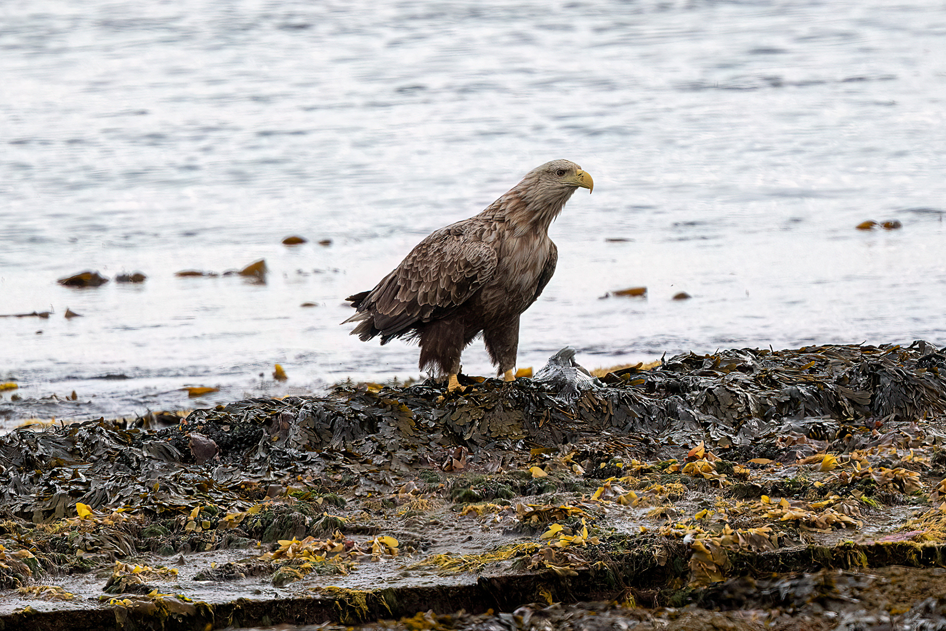 Penisola di Varanger - Aquila di mare codabianca