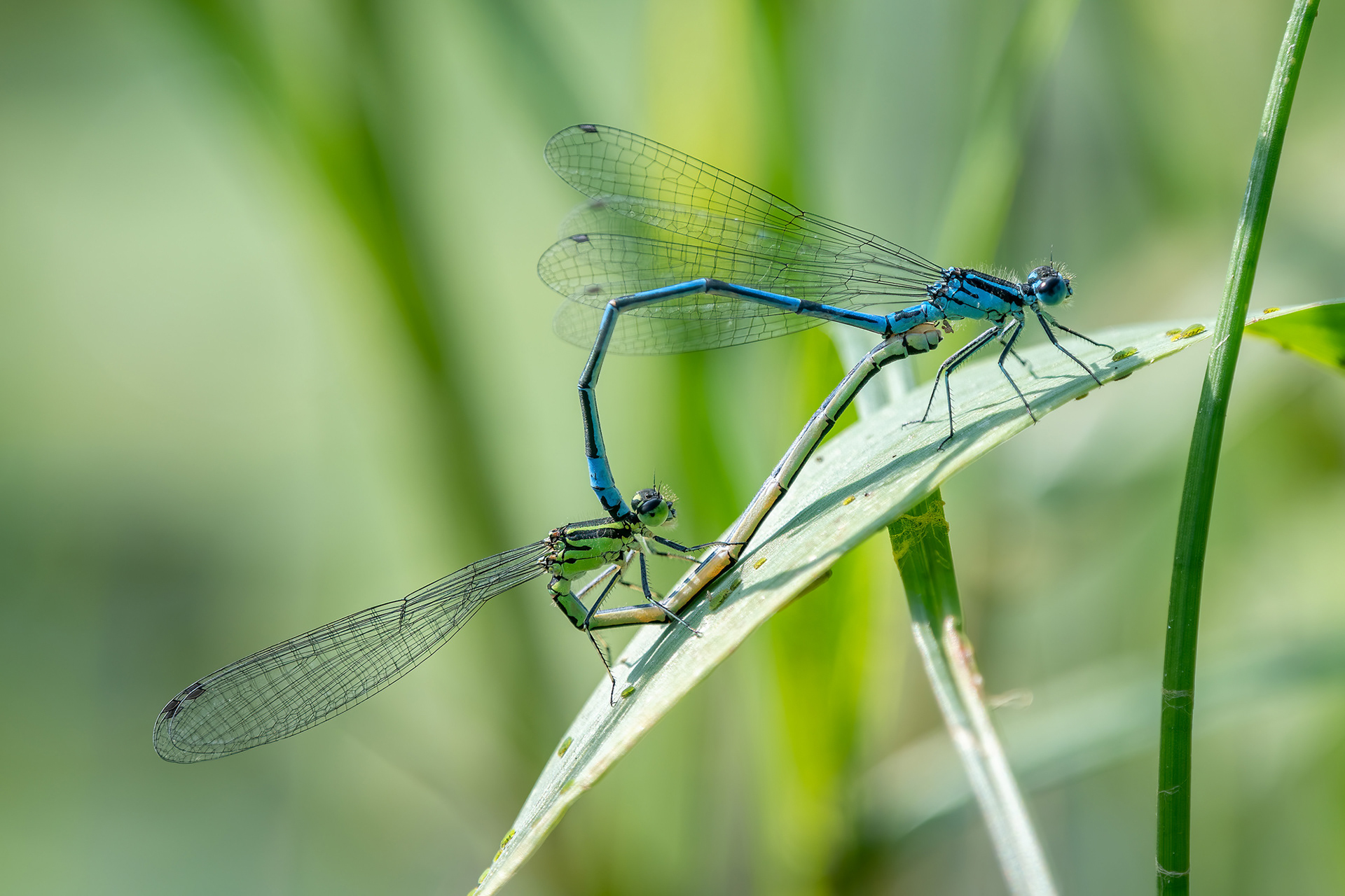 Coenagrion puella maschio e femmina