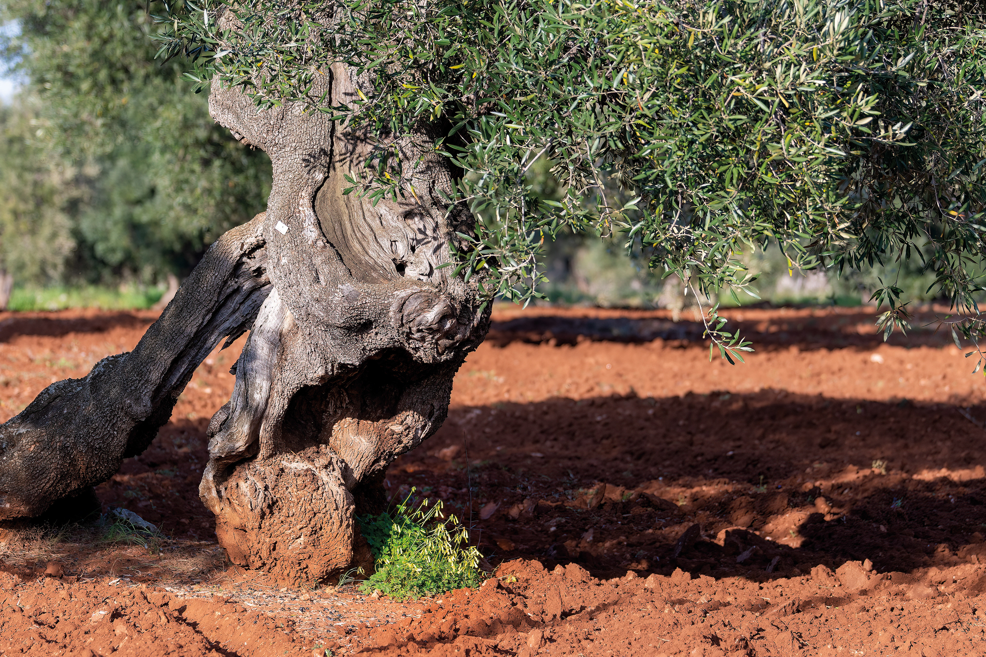Piana di Ostuni