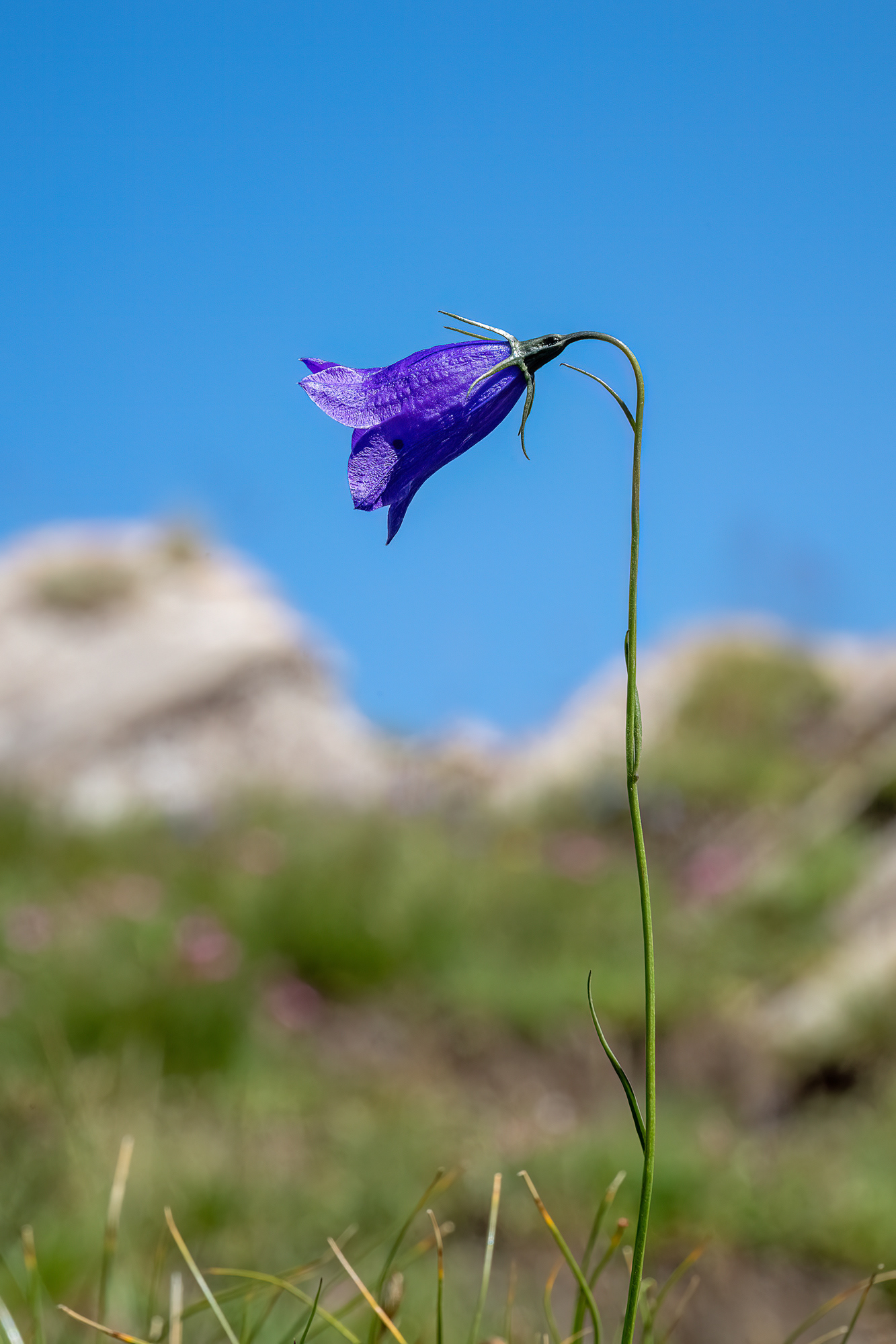 campanule