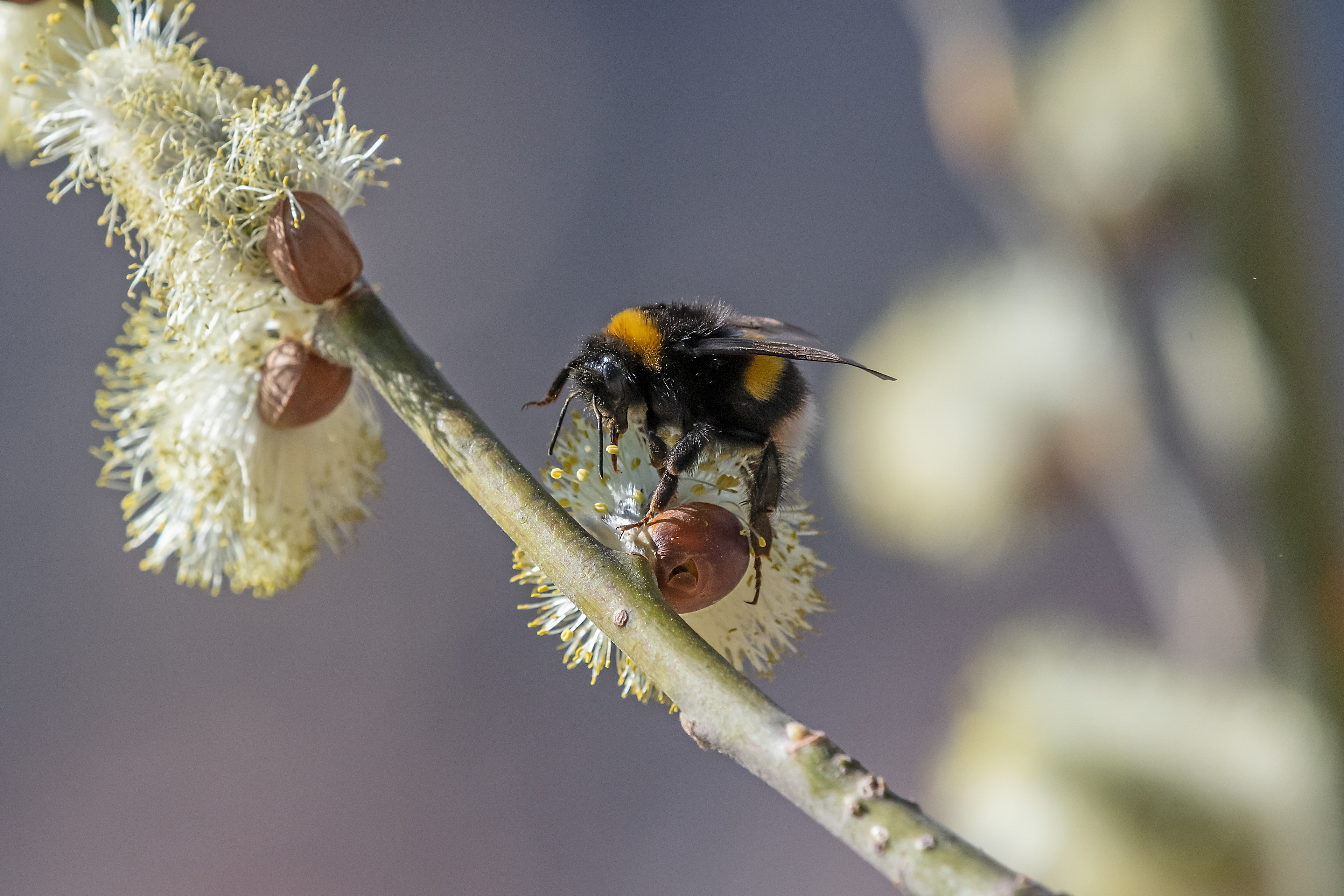 Bombus terrestris