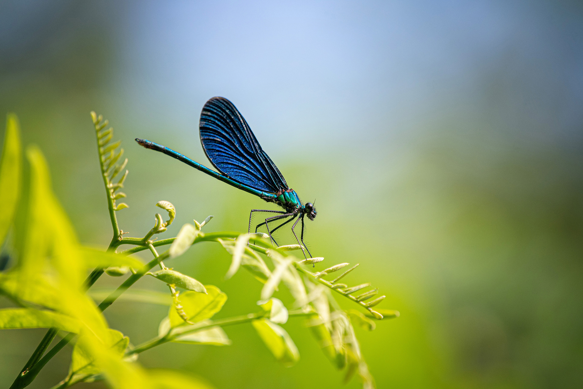 Calopteryx