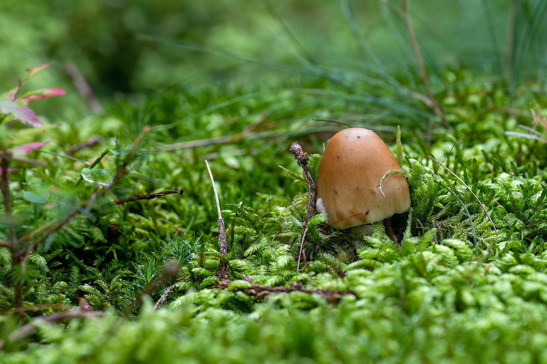 Amanita fulva