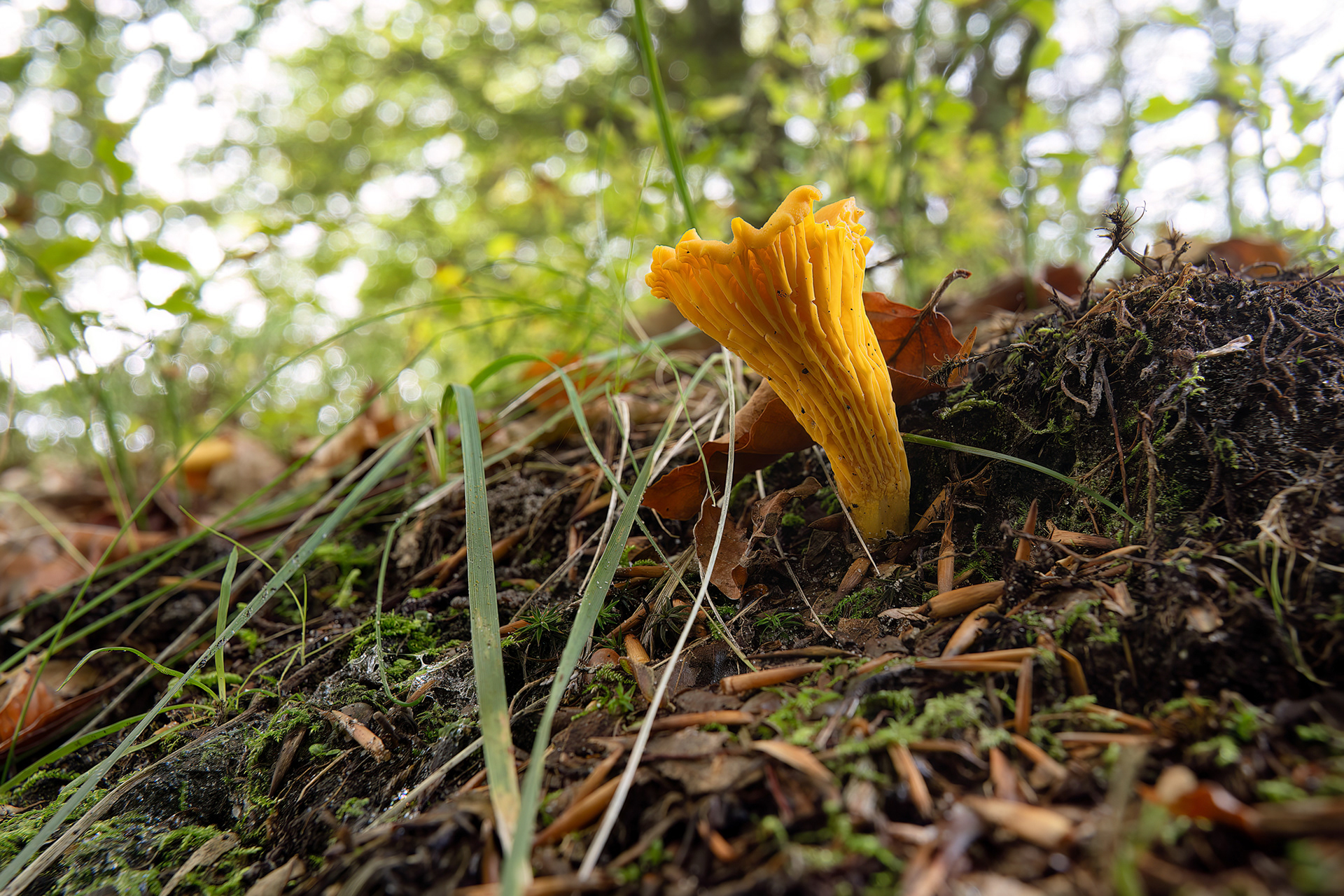 Cantharellus cibarius