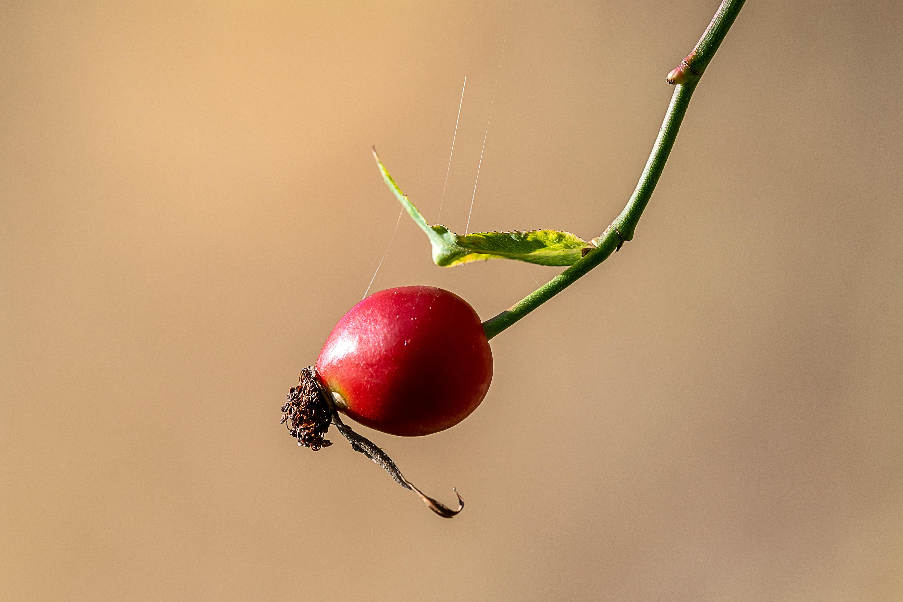 Rosa canina
