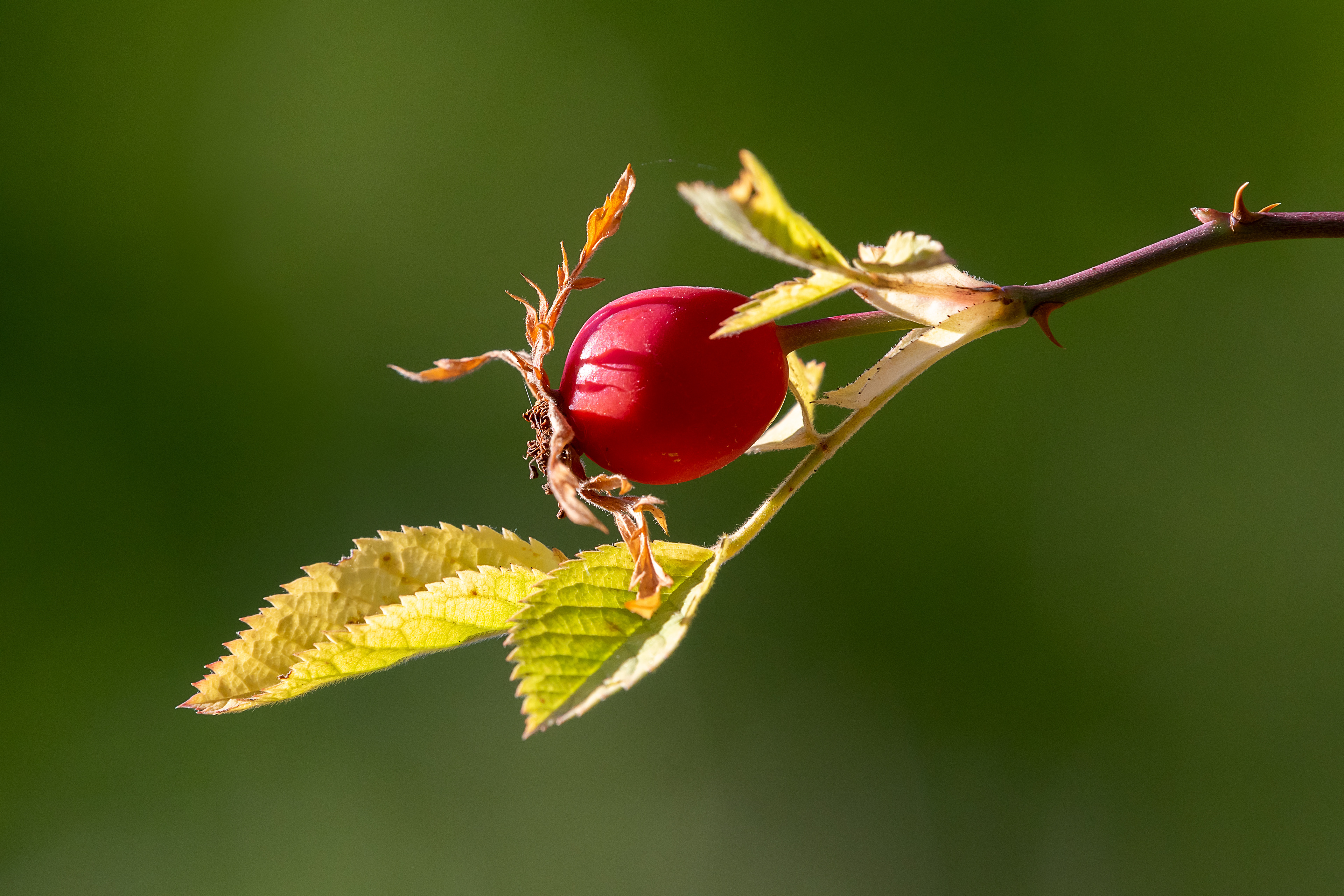 Rosa canina